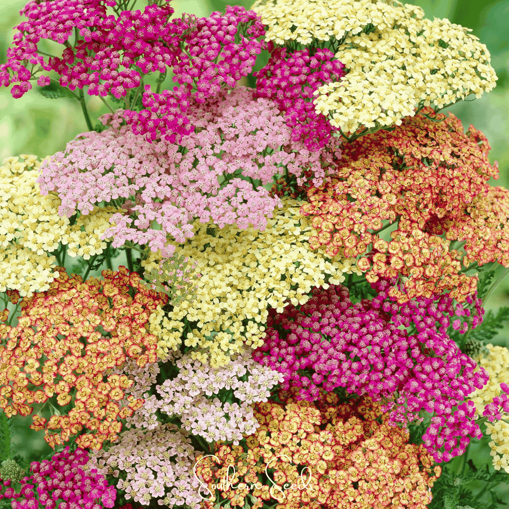 Summer Pastels Yarrow – 50 Seeds | Seeds | Wiccan Center