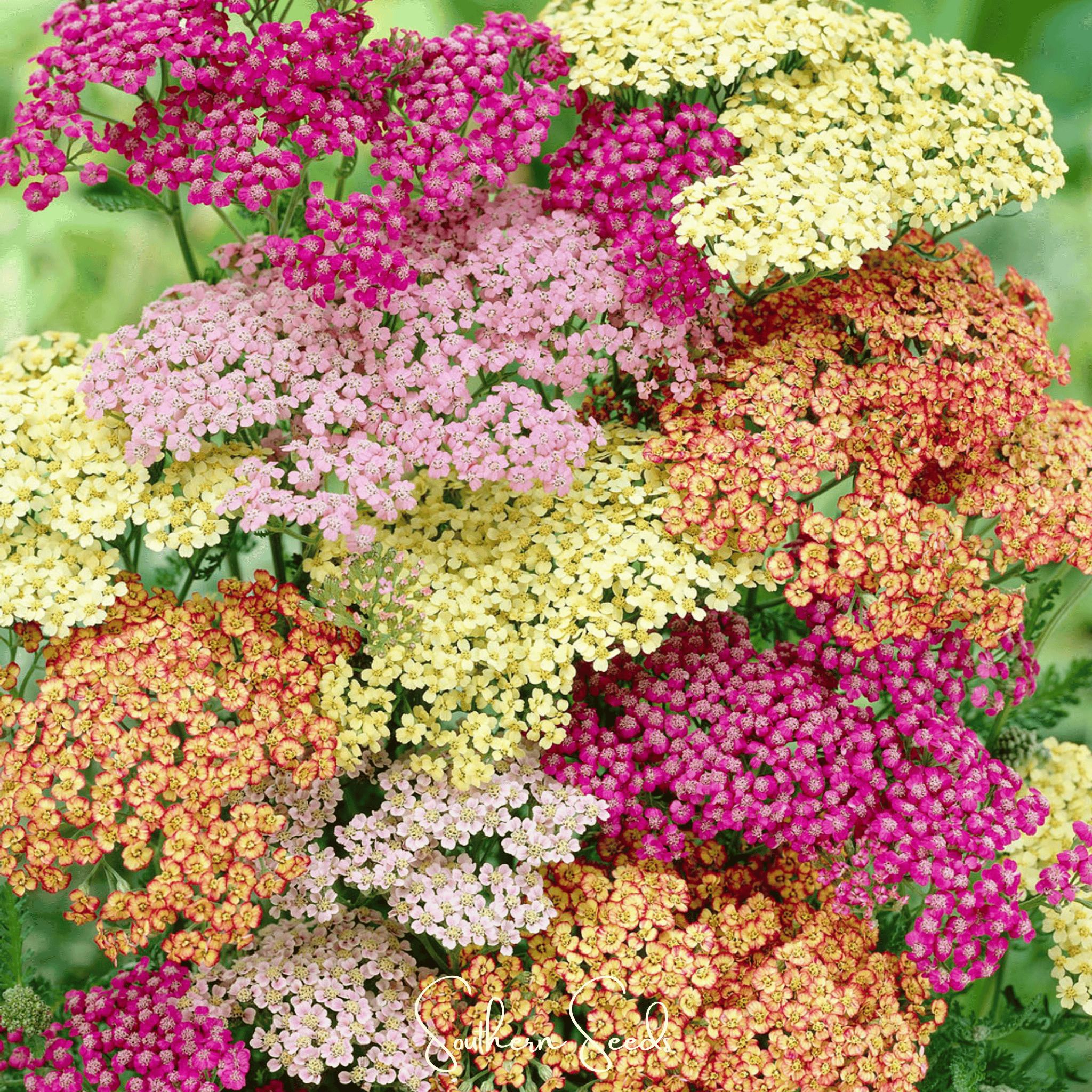 Summer Pastels Yarrow – 50 Seeds | Seeds | Wiccan Center