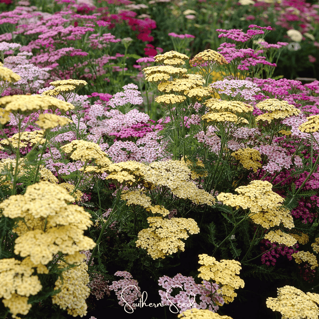 Summer Pastels Yarrow – 50 Seeds | Seeds | Wiccan Center