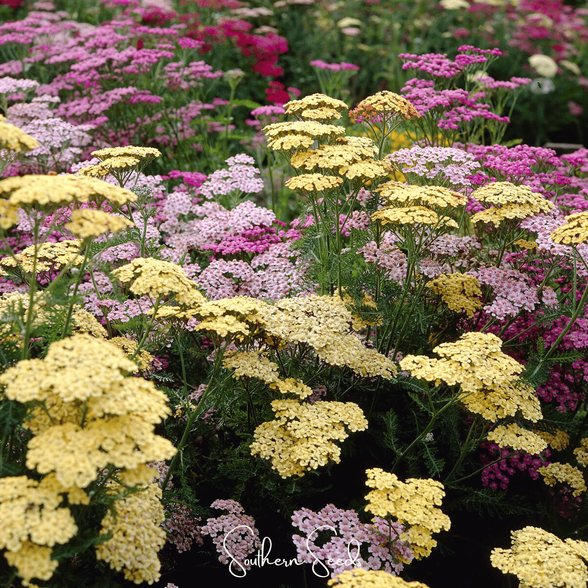 Summer Pastels Yarrow – 50 Seeds | Seeds | Wiccan Center