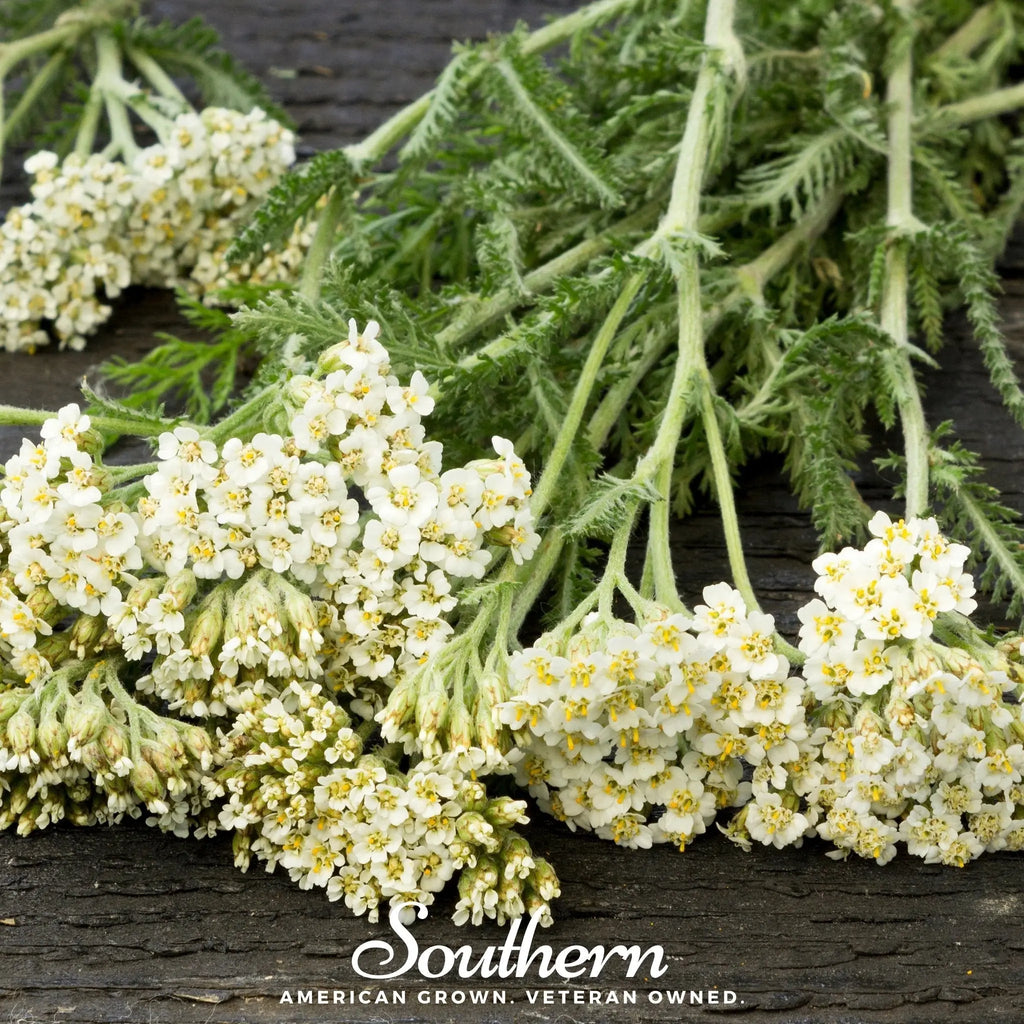 White Yarrow – 100 Seeds | Seeds | Wiccan Center