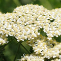 White Yarrow – 100 Seeds | Seeds | Wiccan Center