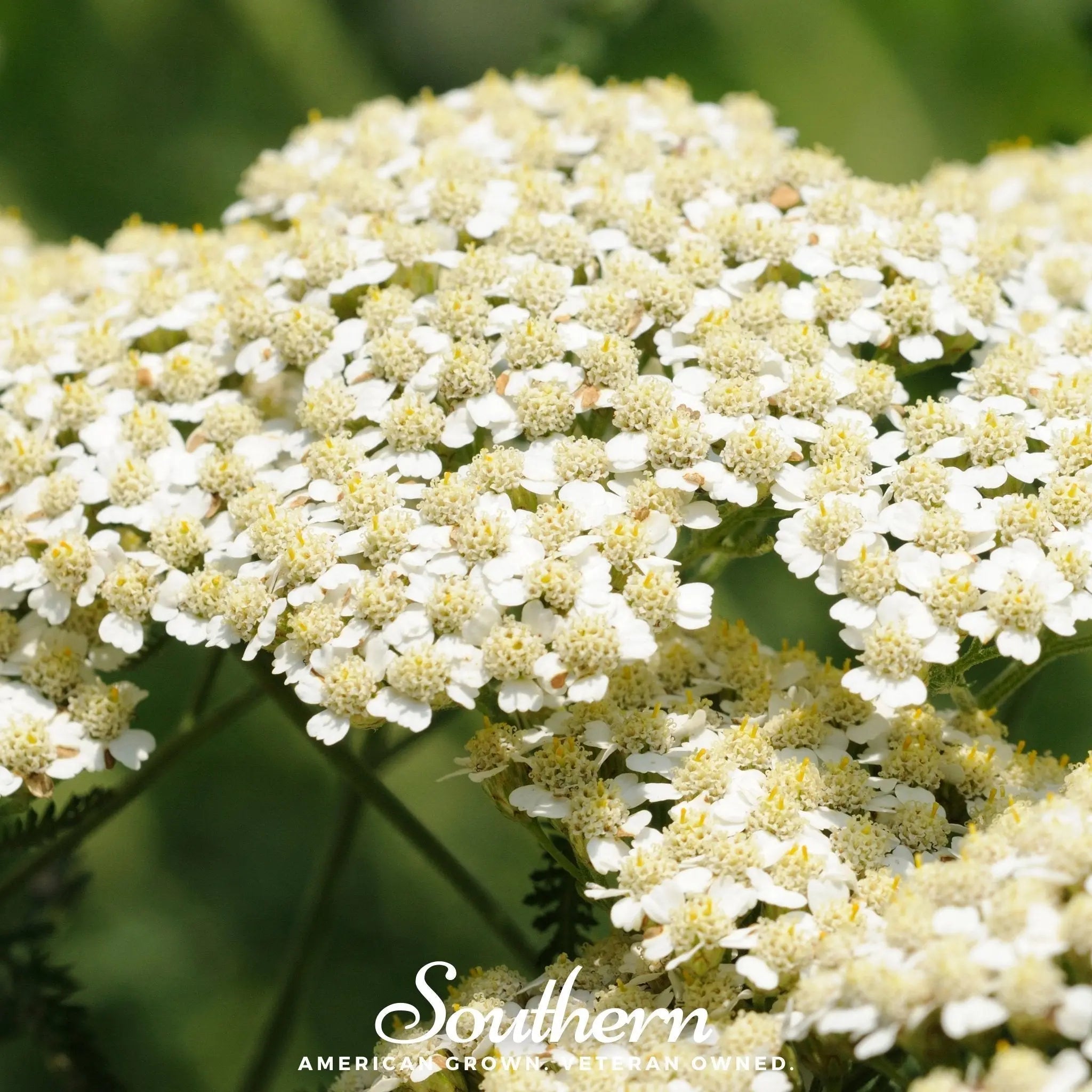 White Yarrow – 100 Seeds | Seeds | Wiccan Center