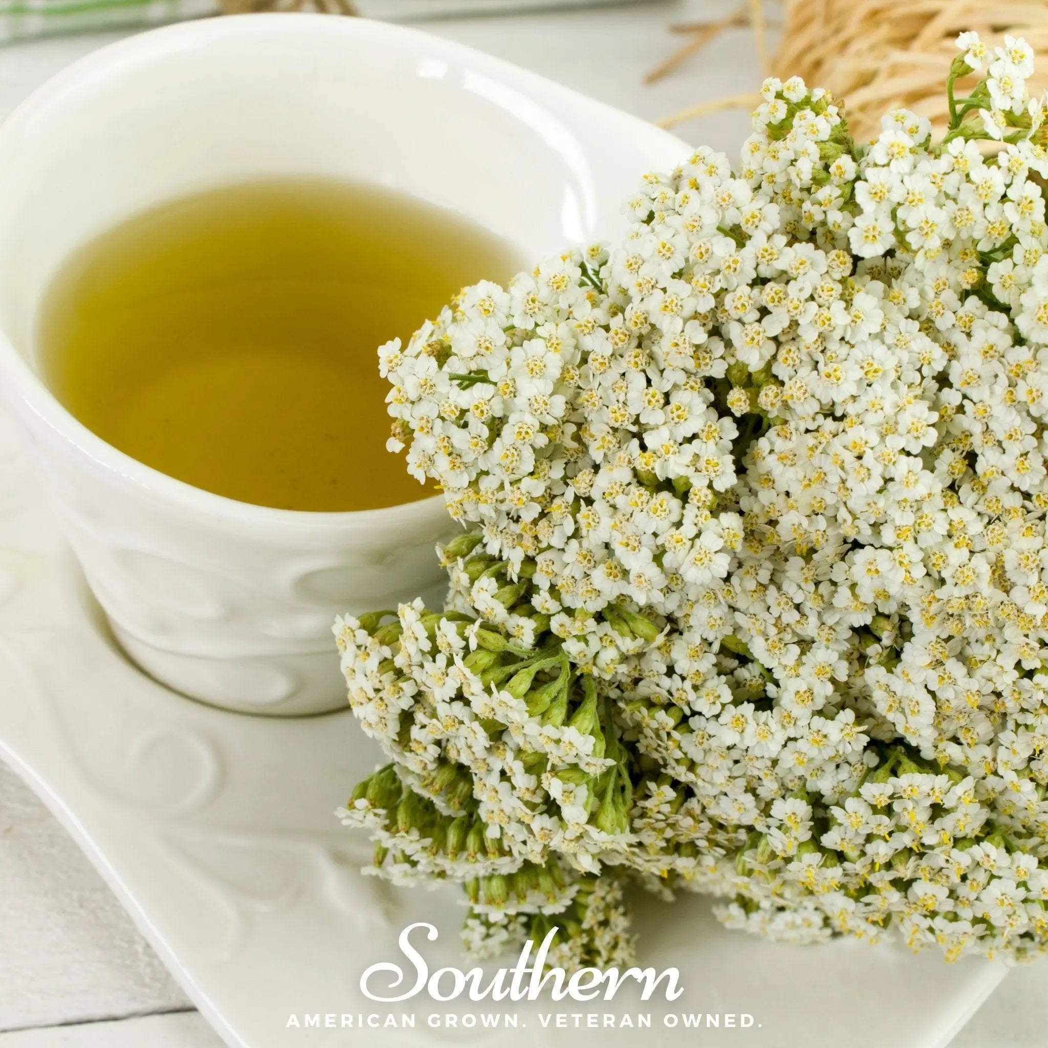 White Yarrow – 100 Seeds | Seeds | Wiccan Center