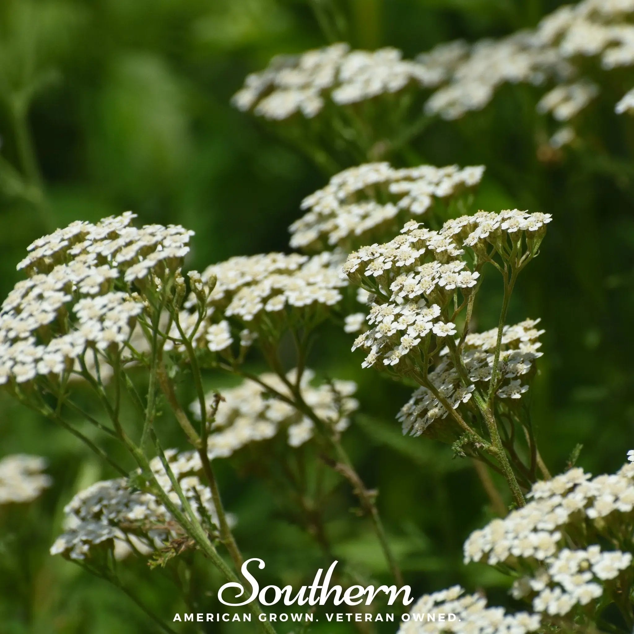 White Yarrow – 100 Seeds | Seeds | Wiccan Center