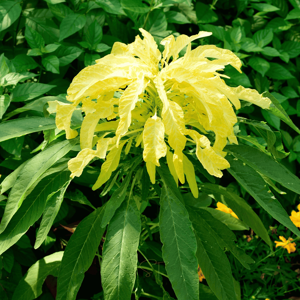 Yellow Amaranth – 100 Seeds | Seeds | Wiccan Center