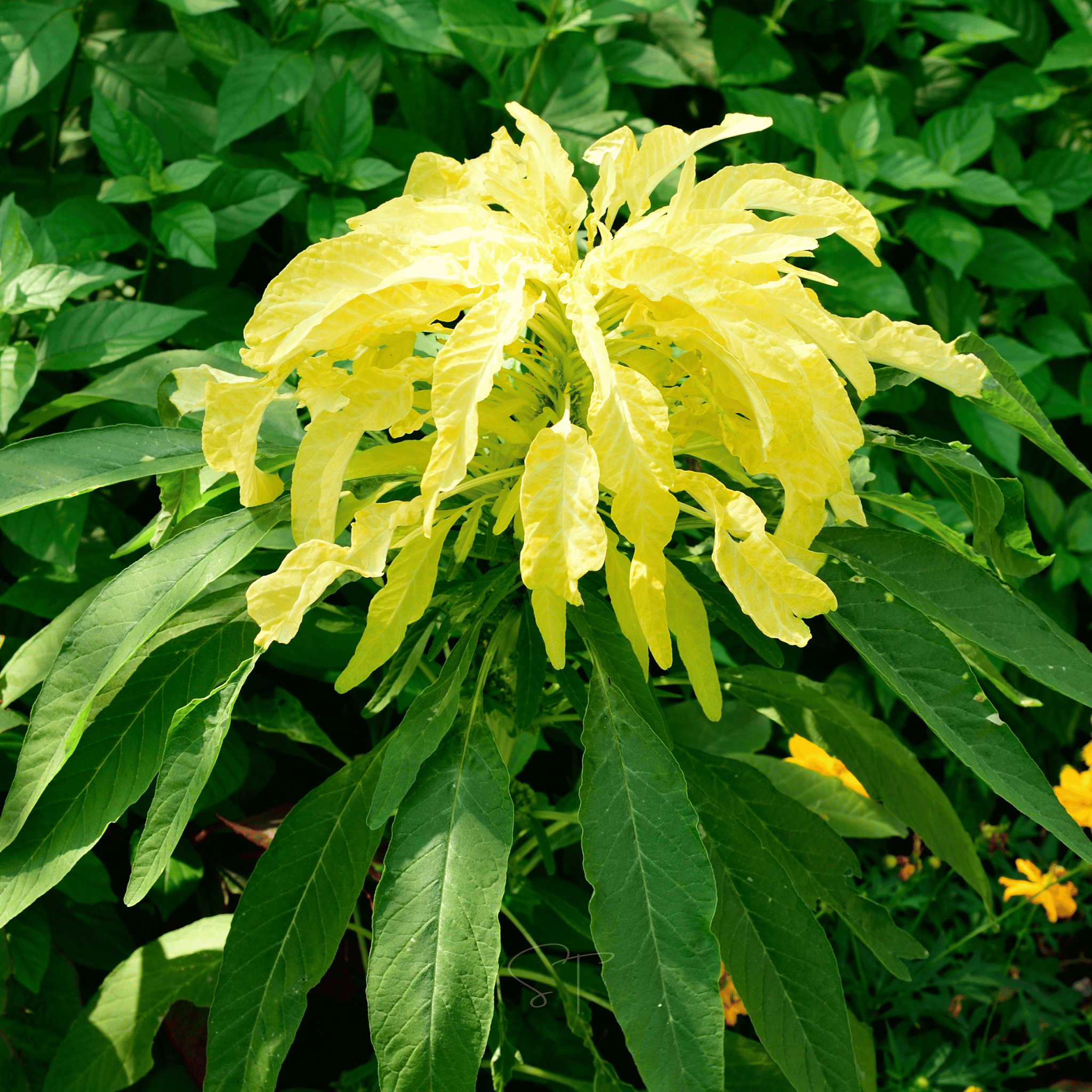 Yellow Amaranth – 100 Seeds | Seeds | Wiccan Center