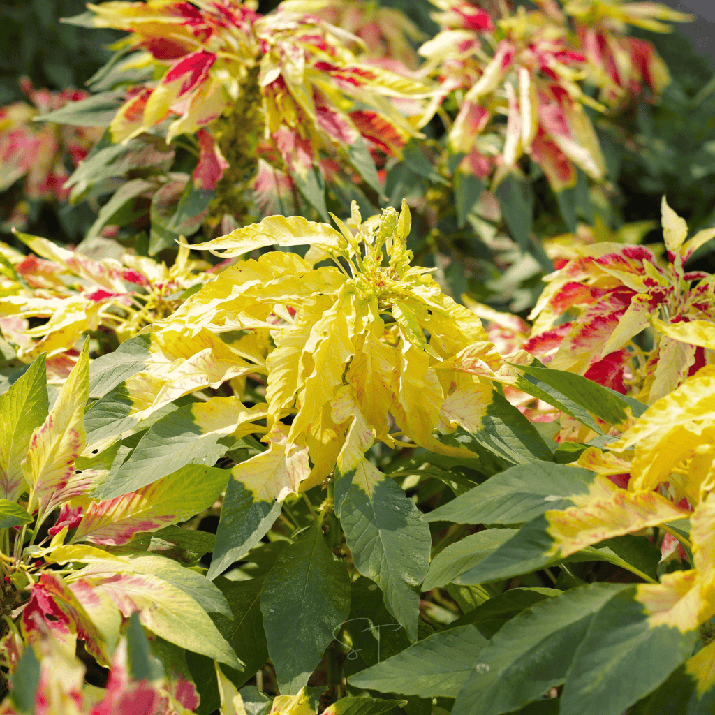 Yellow Amaranth – 100 Seeds | Seeds | Wiccan Center