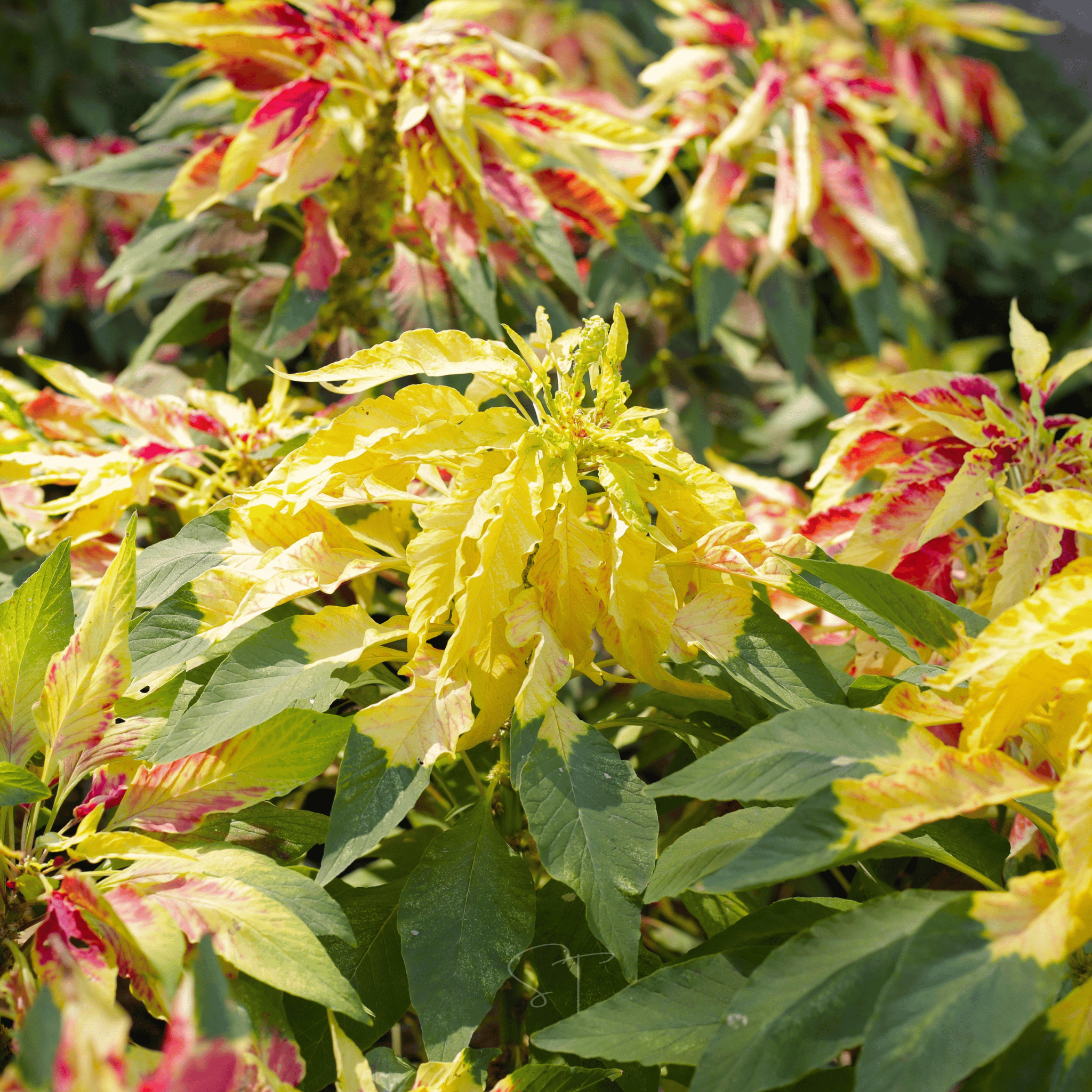 Yellow Amaranth – 100 Seeds | Seeds | Wiccan Center