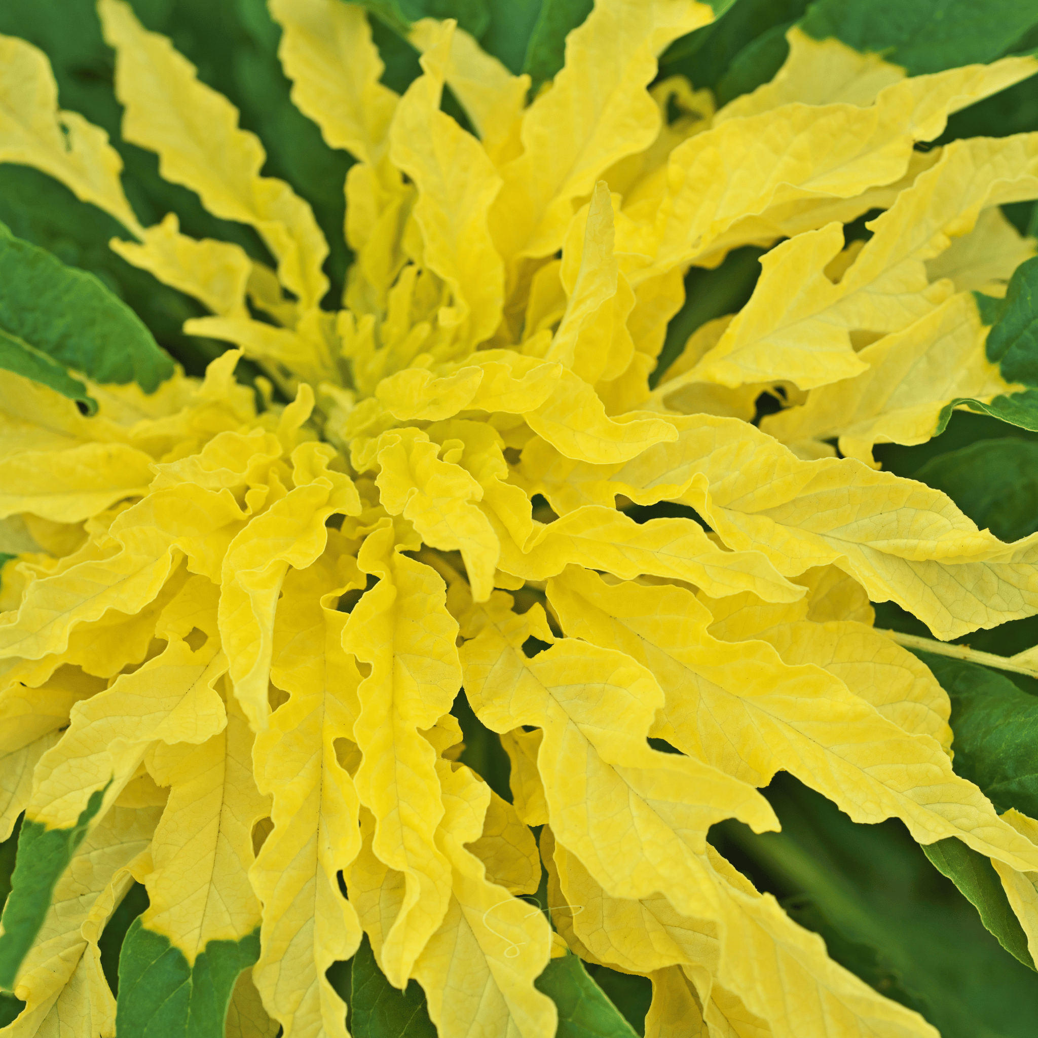 Yellow Amaranth – 100 Seeds | Seeds | Wiccan Center