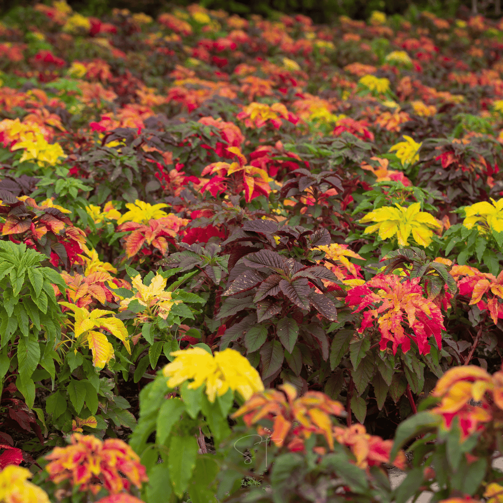 Yellow Amaranth – 100 Seeds | Seeds | Wiccan Center