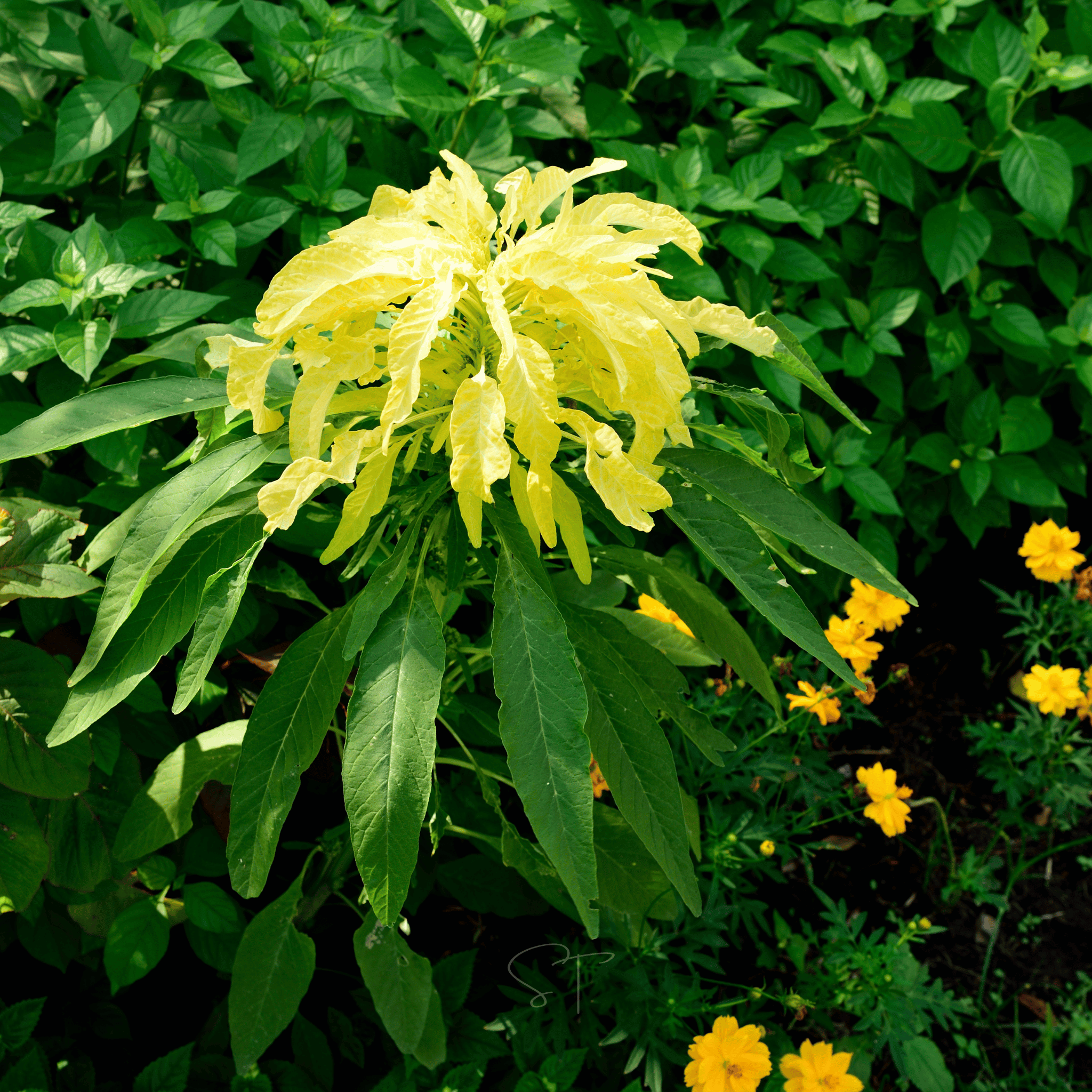 Yellow Amaranth – 100 Seeds | Seeds | Wiccan Center