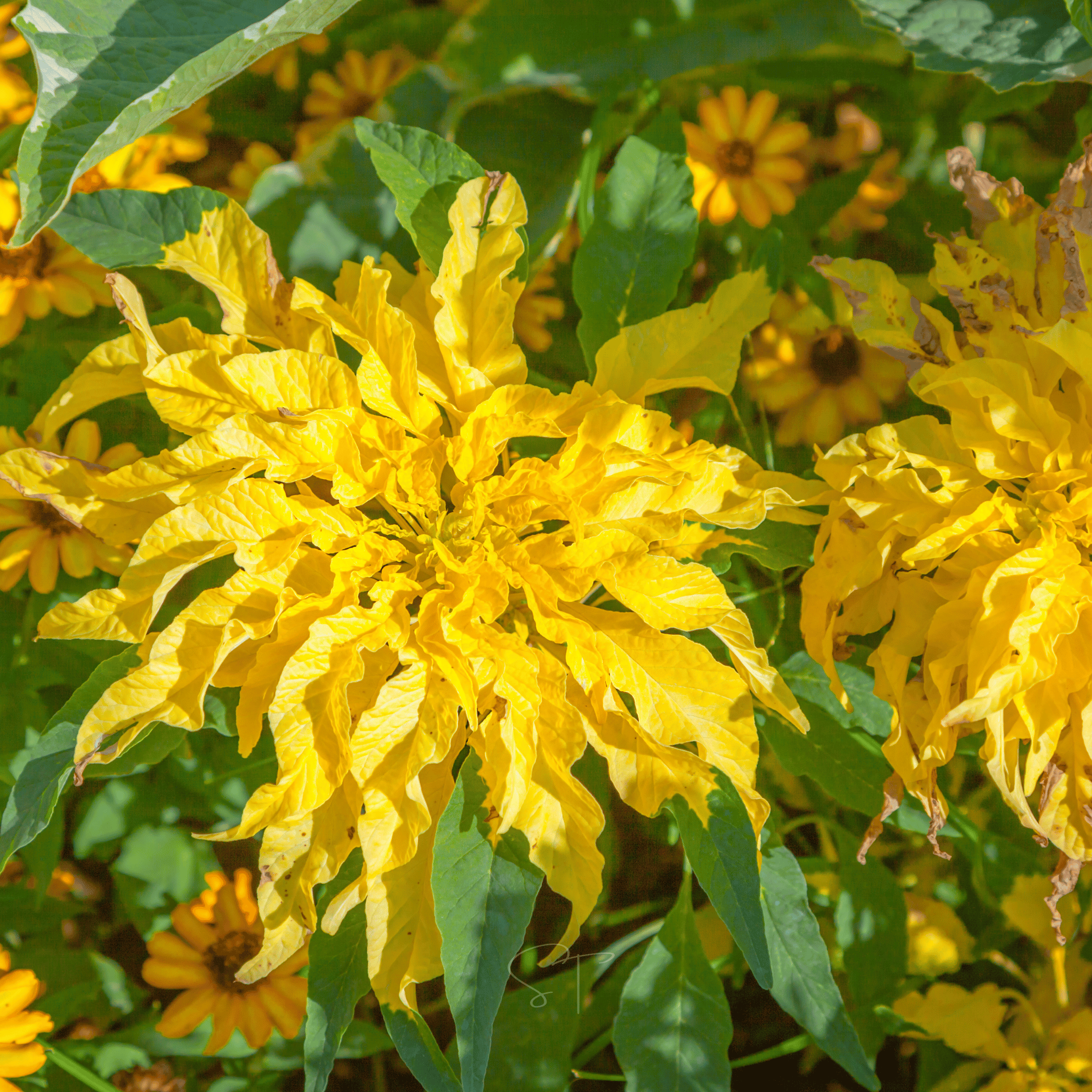 Yellow Amaranth – 100 Seeds | Seeds | Wiccan Center