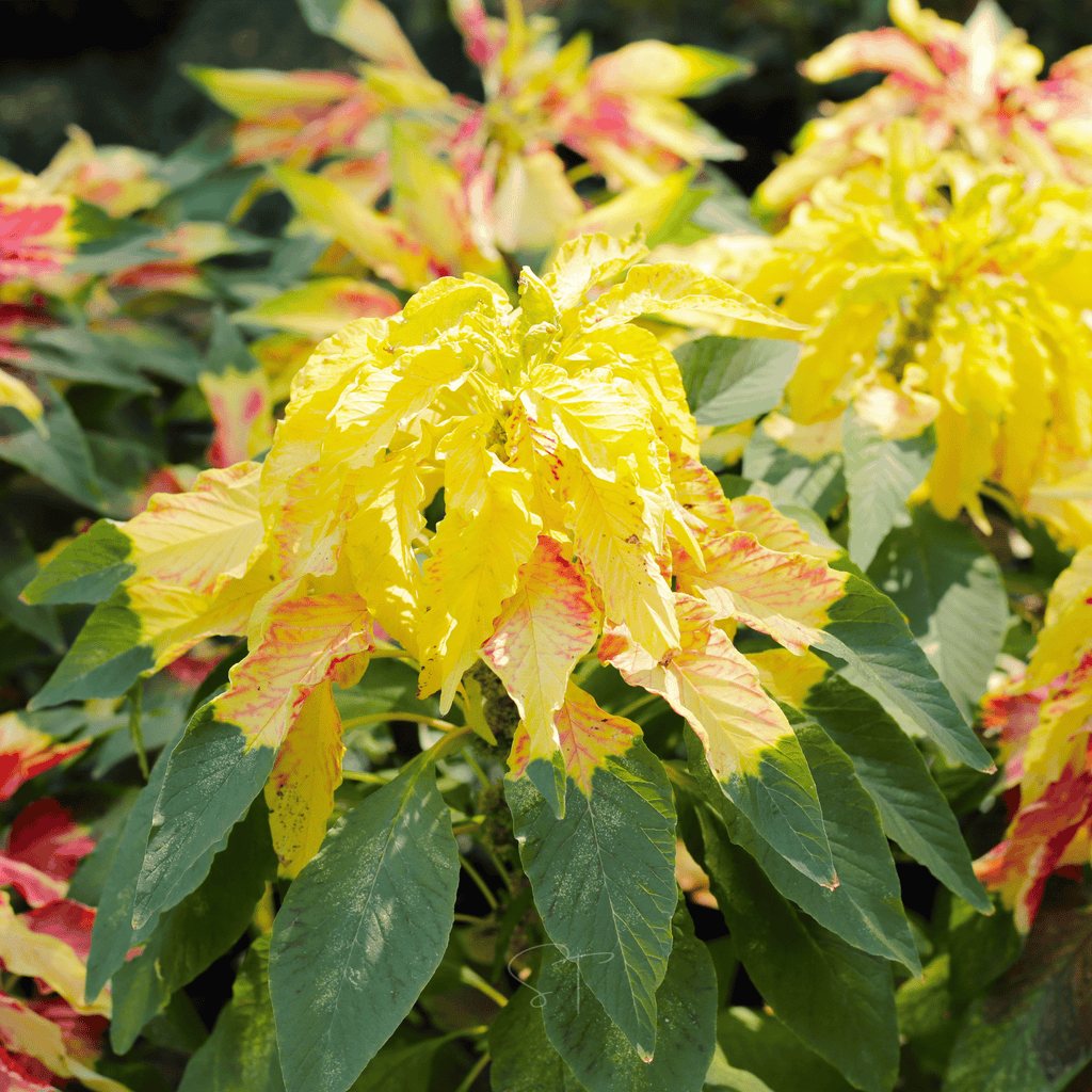 Yellow Amaranth – 100 Seeds | Seeds | Wiccan Center