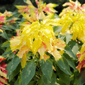 Yellow Amaranth – 100 Seeds | Seeds | Wiccan Center