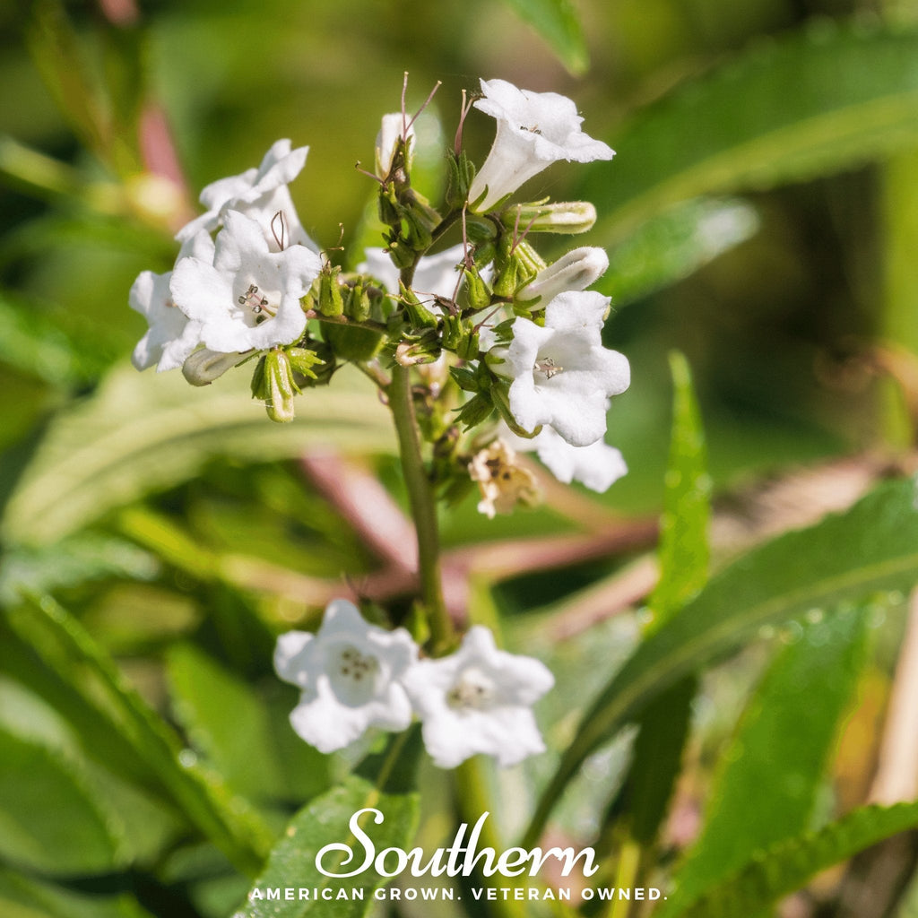Yerba Santa – 30 Seeds | Seeds | Wiccan Center