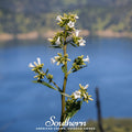 Yerba Santa – 30 Seeds | Seeds | Wiccan Center
