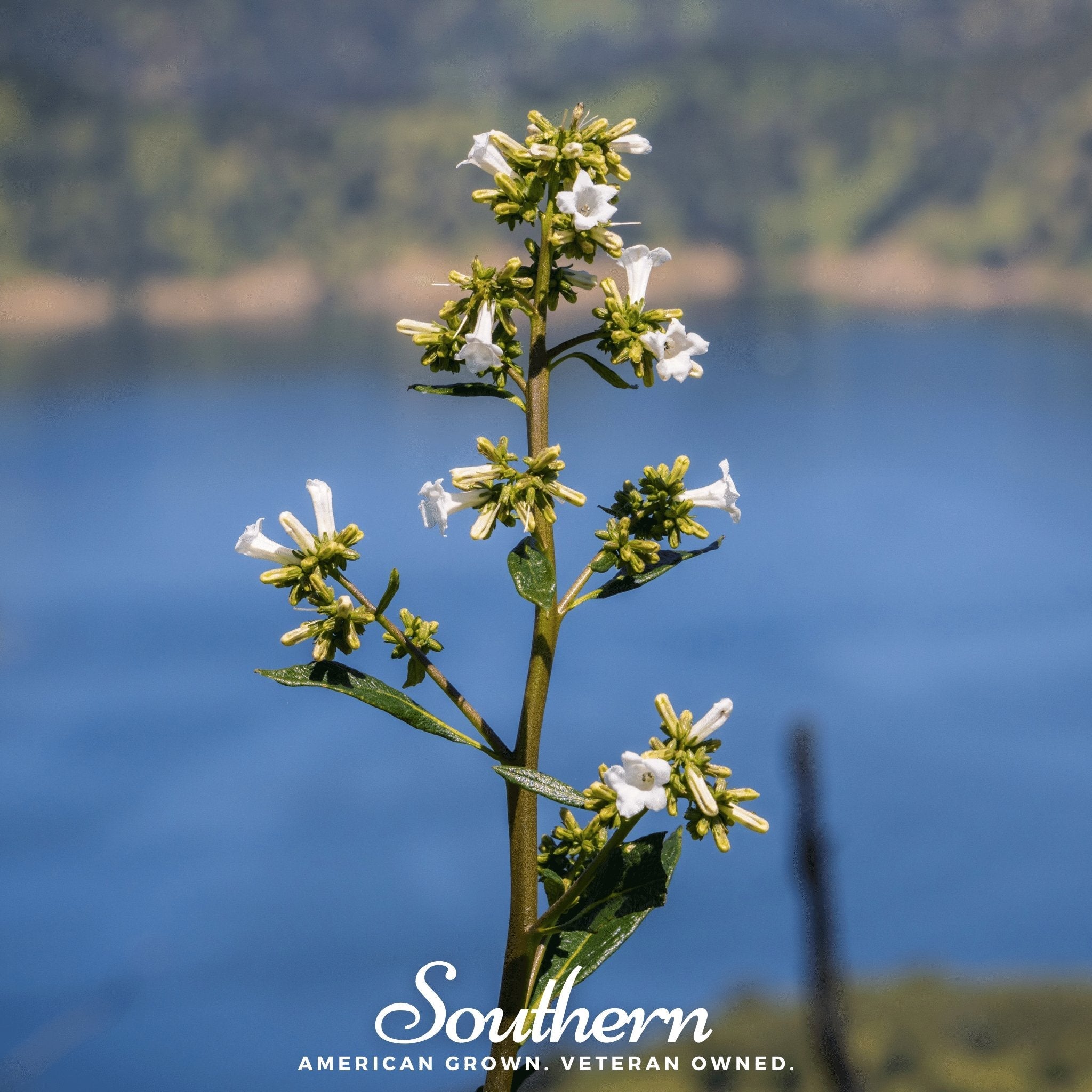 Yerba Santa – 30 Seeds | Seeds | Wiccan Center