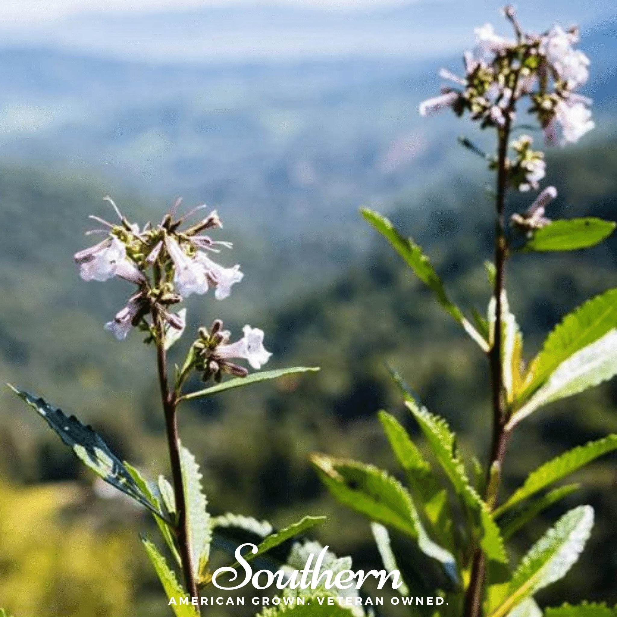 Yerba Santa – 30 Seeds | Seeds | Wiccan Center