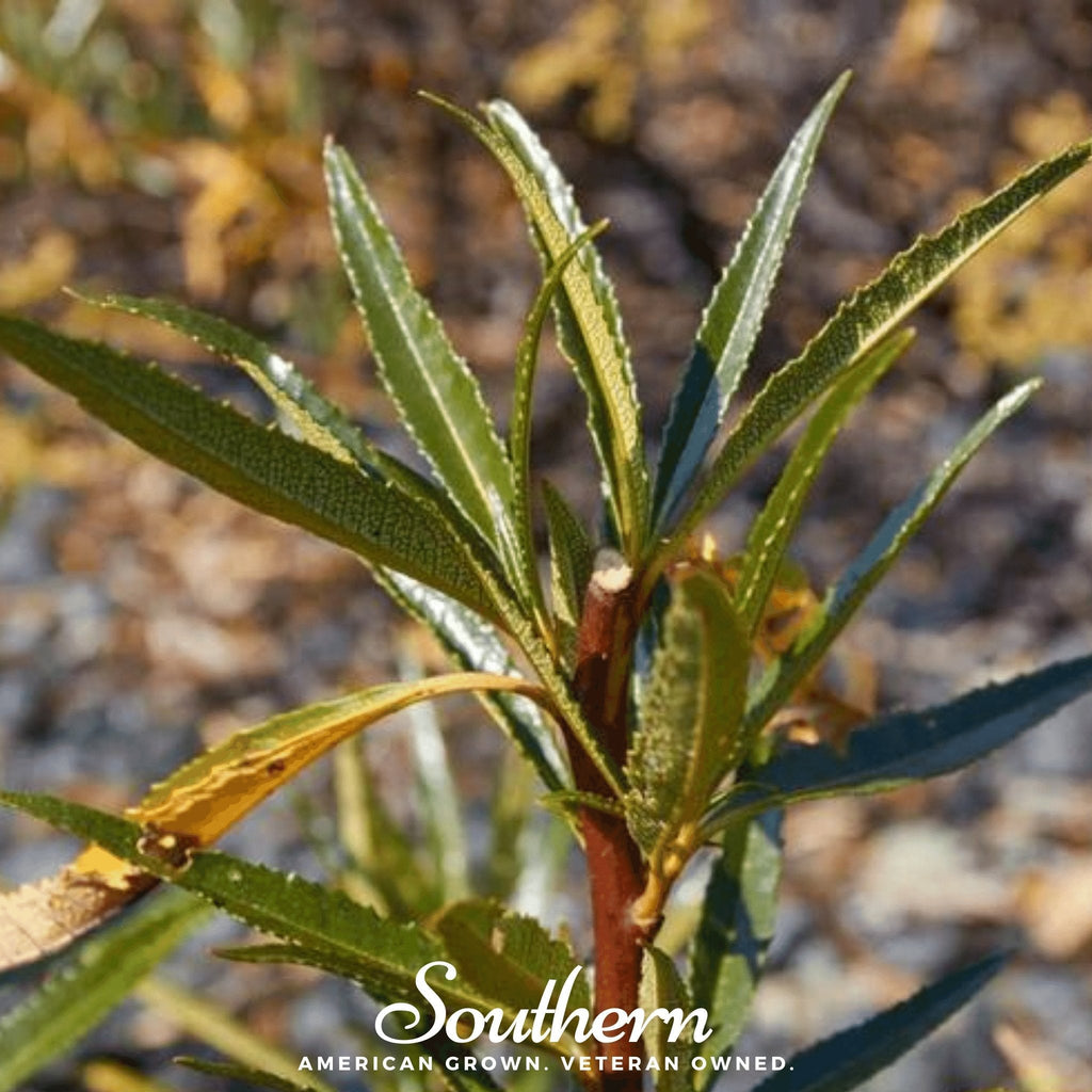 Yerba Santa – 30 Seeds | Seeds | Wiccan Center