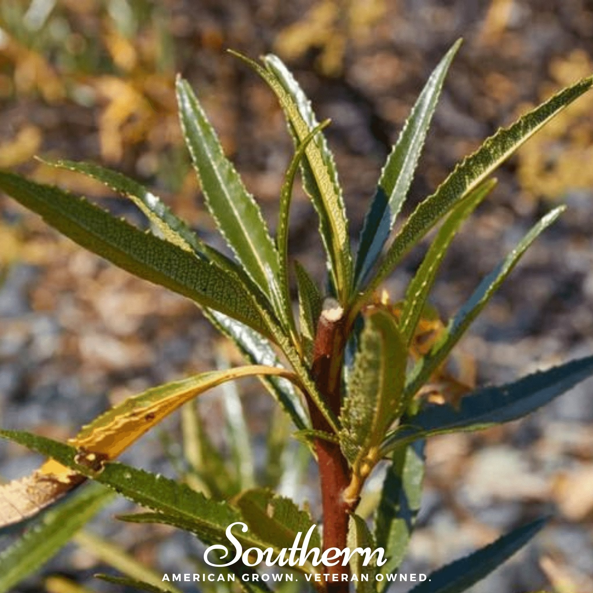 Yerba Santa – 30 Seeds | Seeds | Wiccan Center