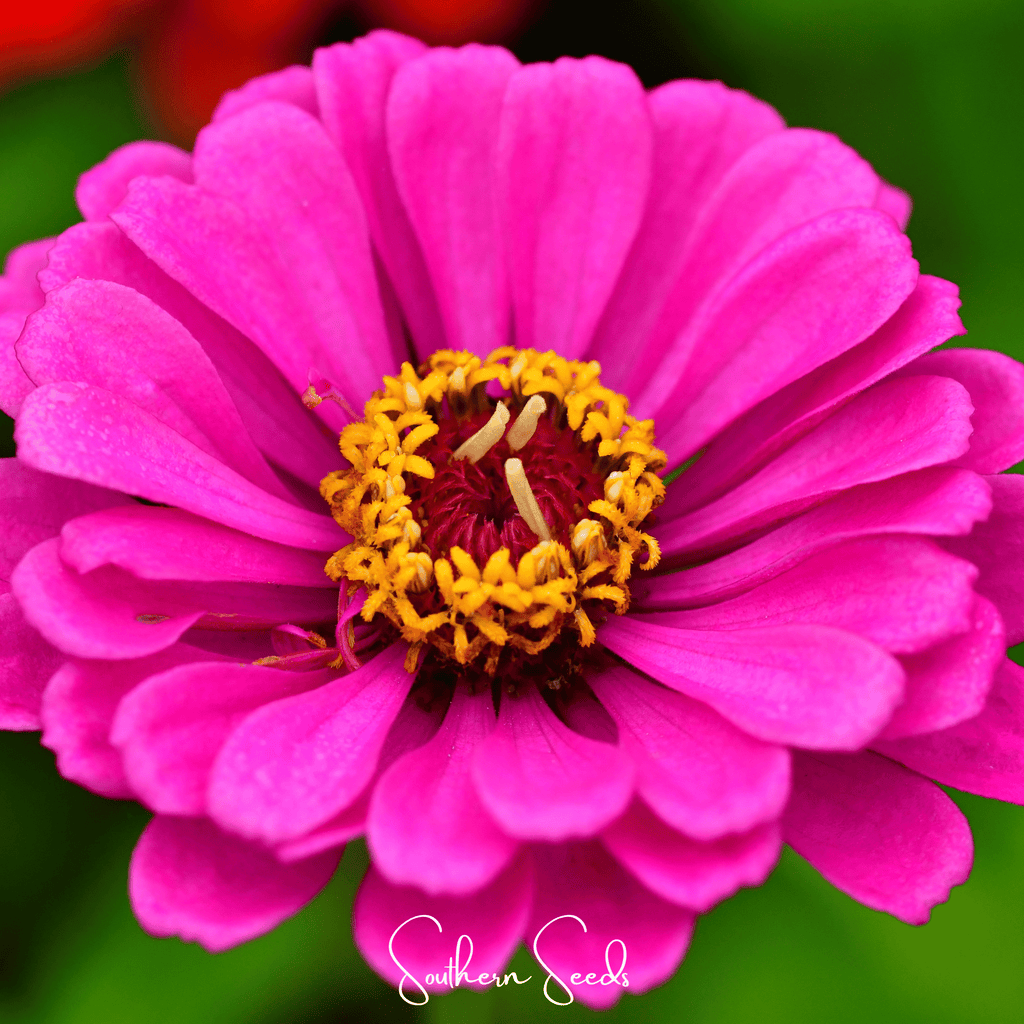 Blueberry Cheesecake Zinnia – 100 Seeds | Seeds | Wiccan Center
