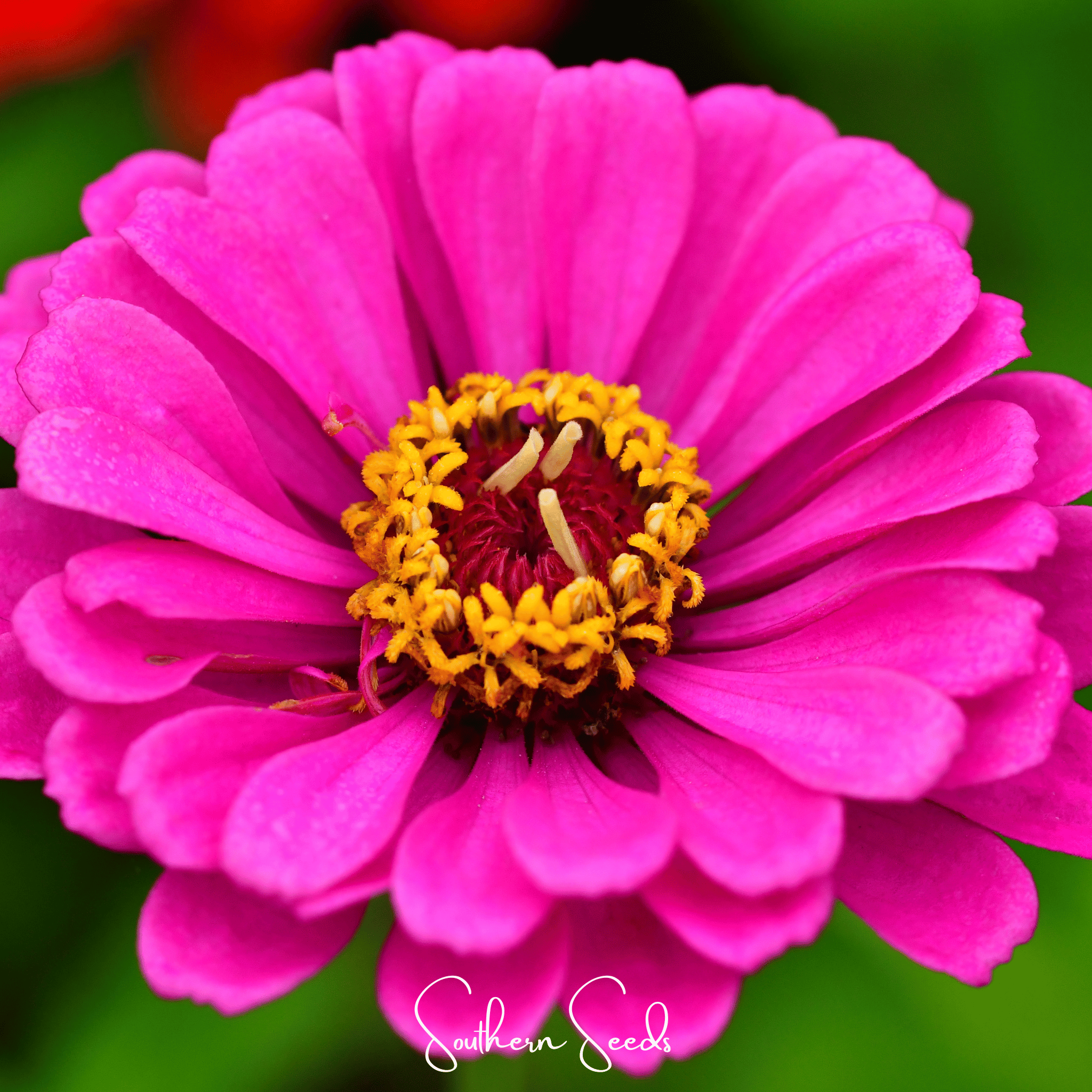 Blueberry Cheesecake Zinnia – 100 Seeds | Seeds | Wiccan Center