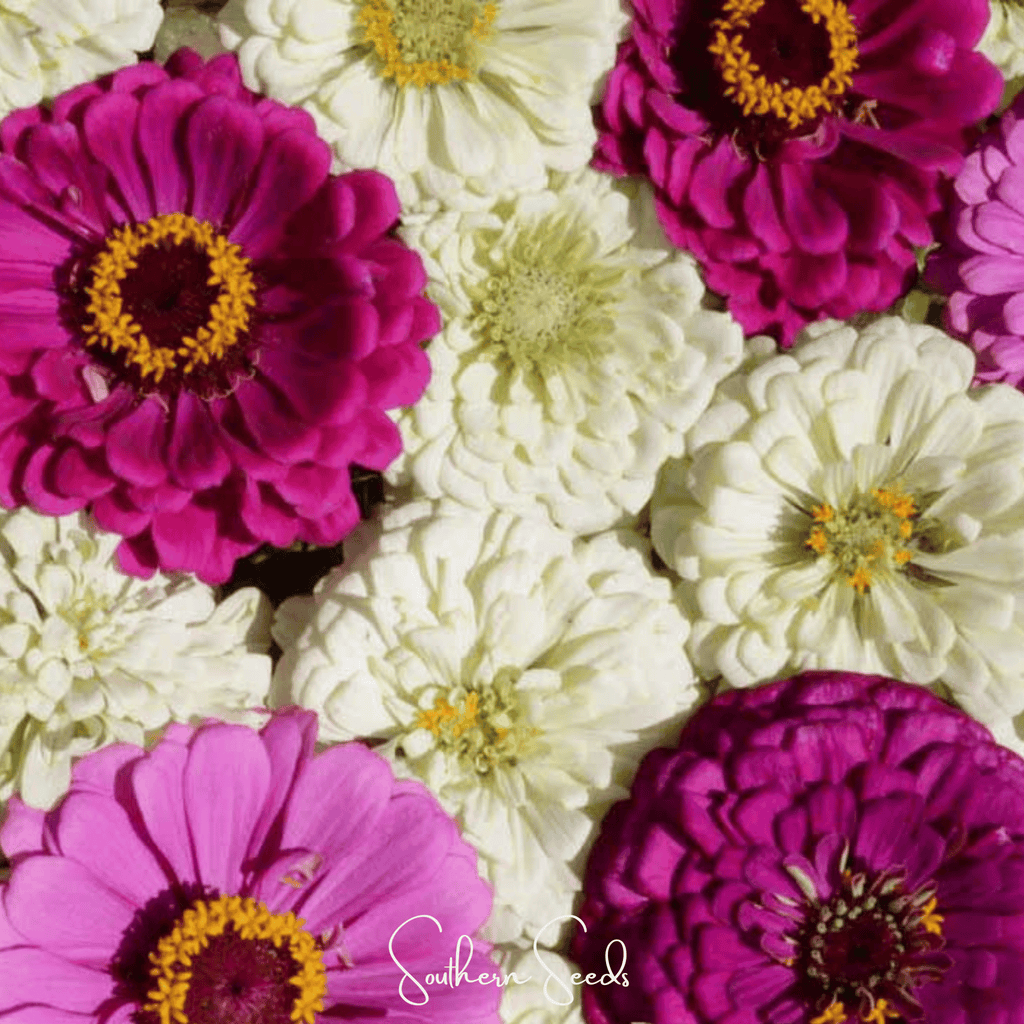 Blueberry Cheesecake Zinnia – 100 Seeds | Seeds | Wiccan Center