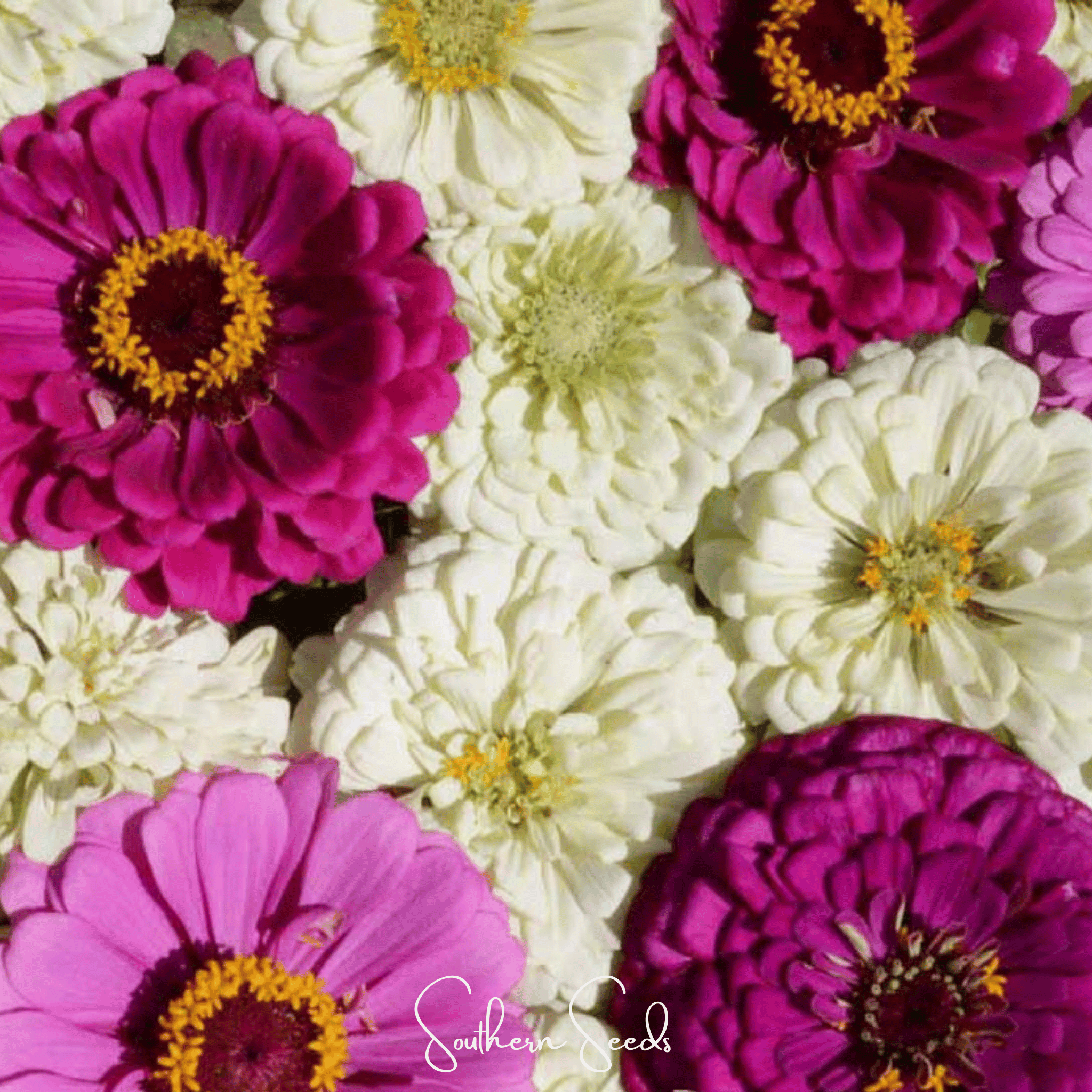 Blueberry Cheesecake Zinnia – 100 Seeds | Seeds | Wiccan Center