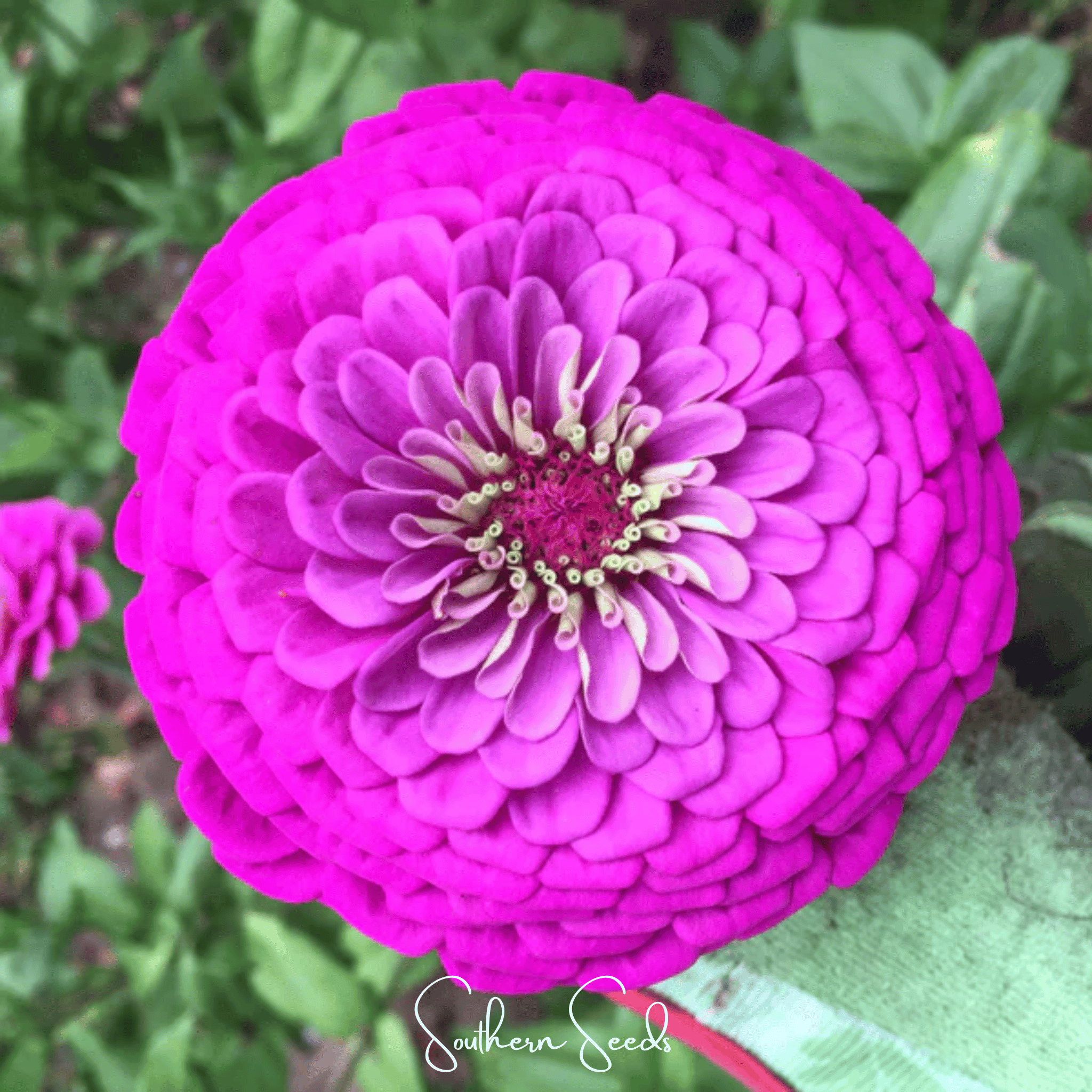 Blueberry Cheesecake Zinnia – 100 Seeds | Seeds | Wiccan Center