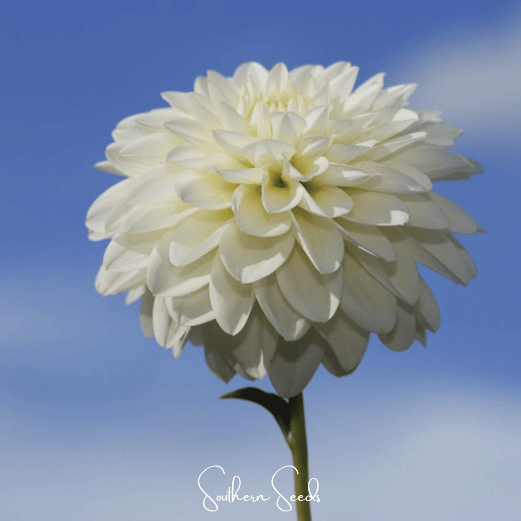 Blueberry Cheesecake Zinnia – 100 Seeds | Seeds | Wiccan Center