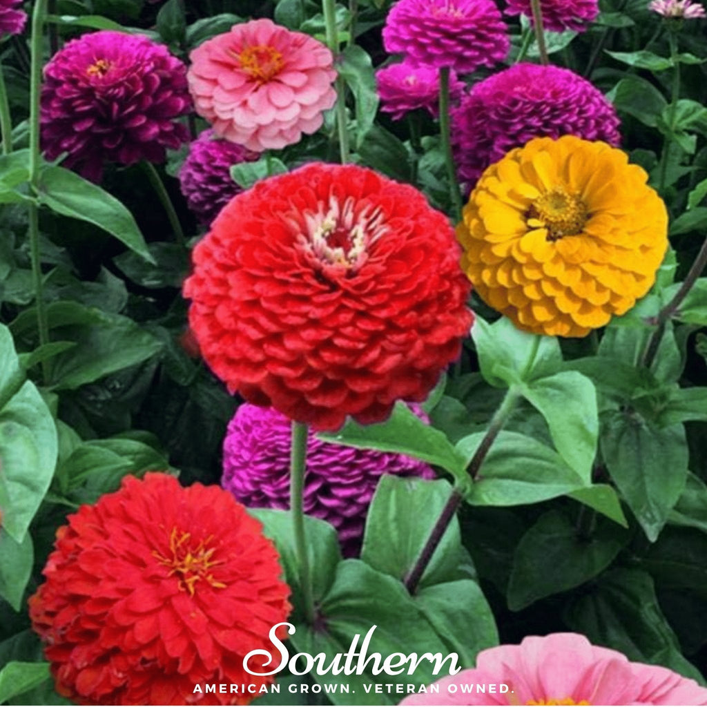 California Giants Zinnia – 100 Seeds | Seeds | Wiccan Center