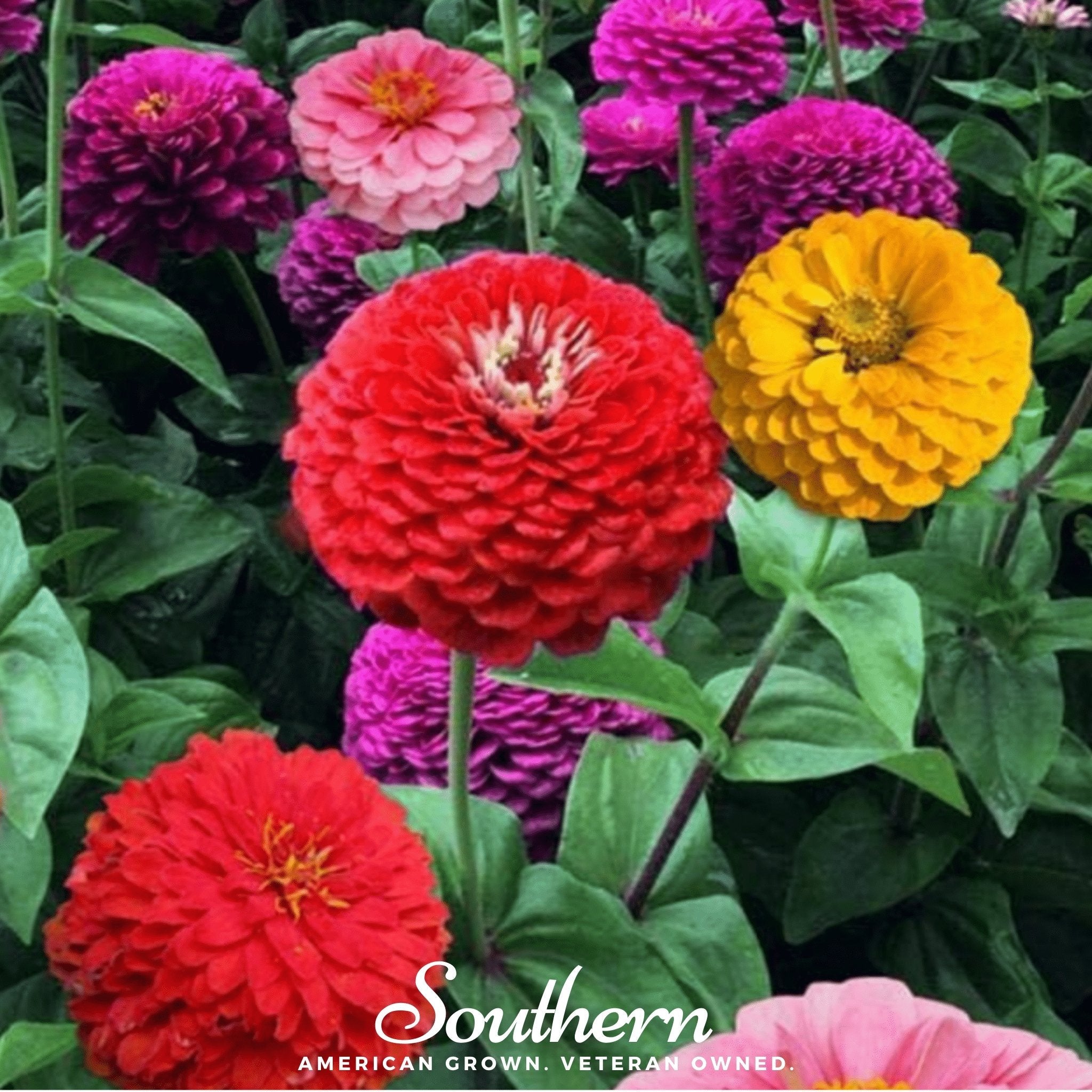 California Giants Zinnia – 100 Seeds | Seeds | Wiccan Center