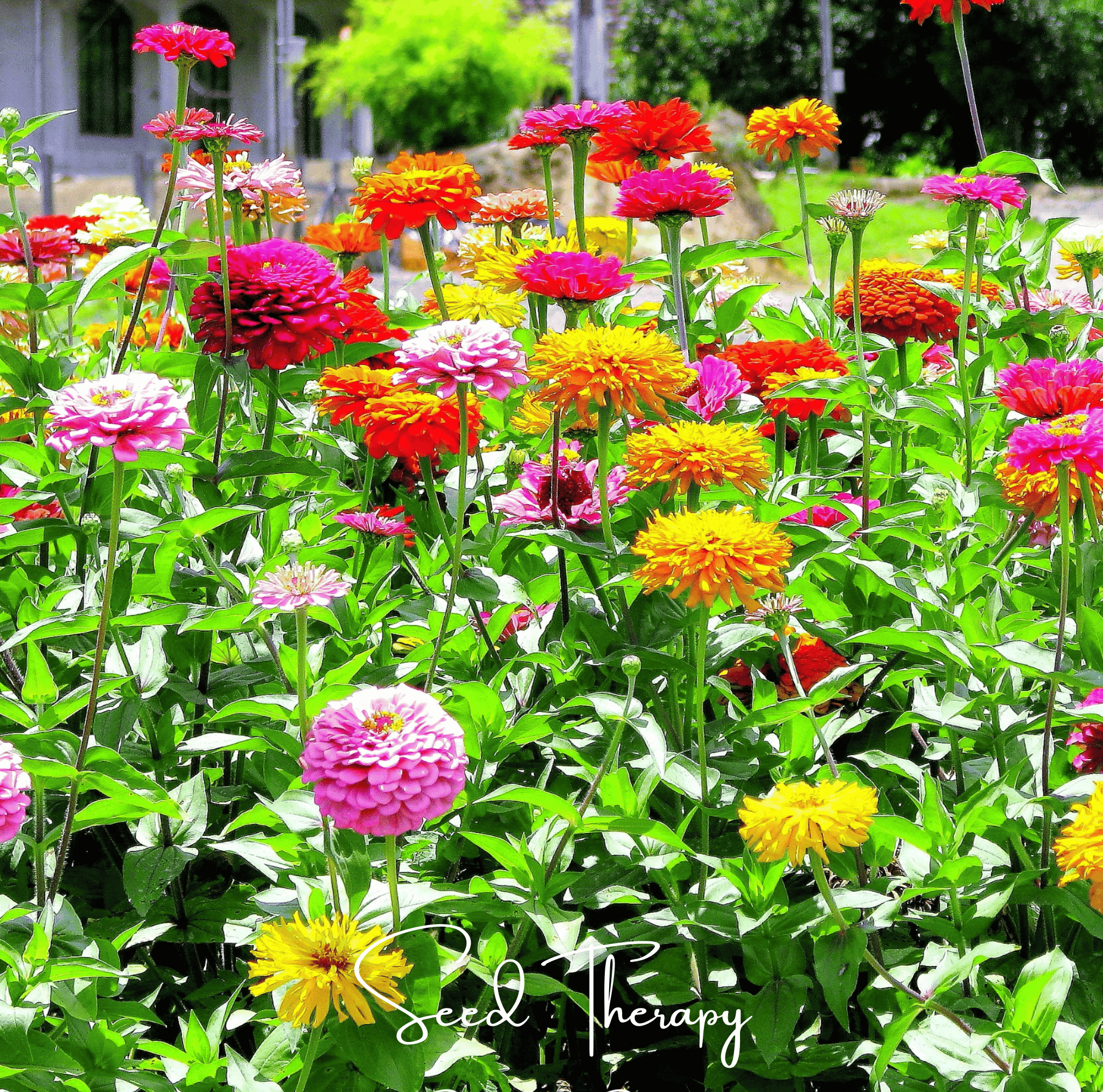 California Giants Zinnia – 100 Seeds | Seeds | Wiccan Center