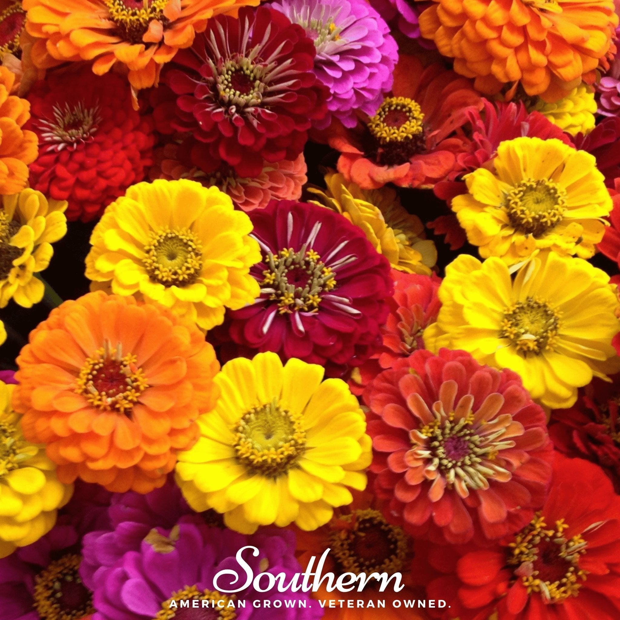 California Giants Zinnia – 100 Seeds | Seeds | Wiccan Center