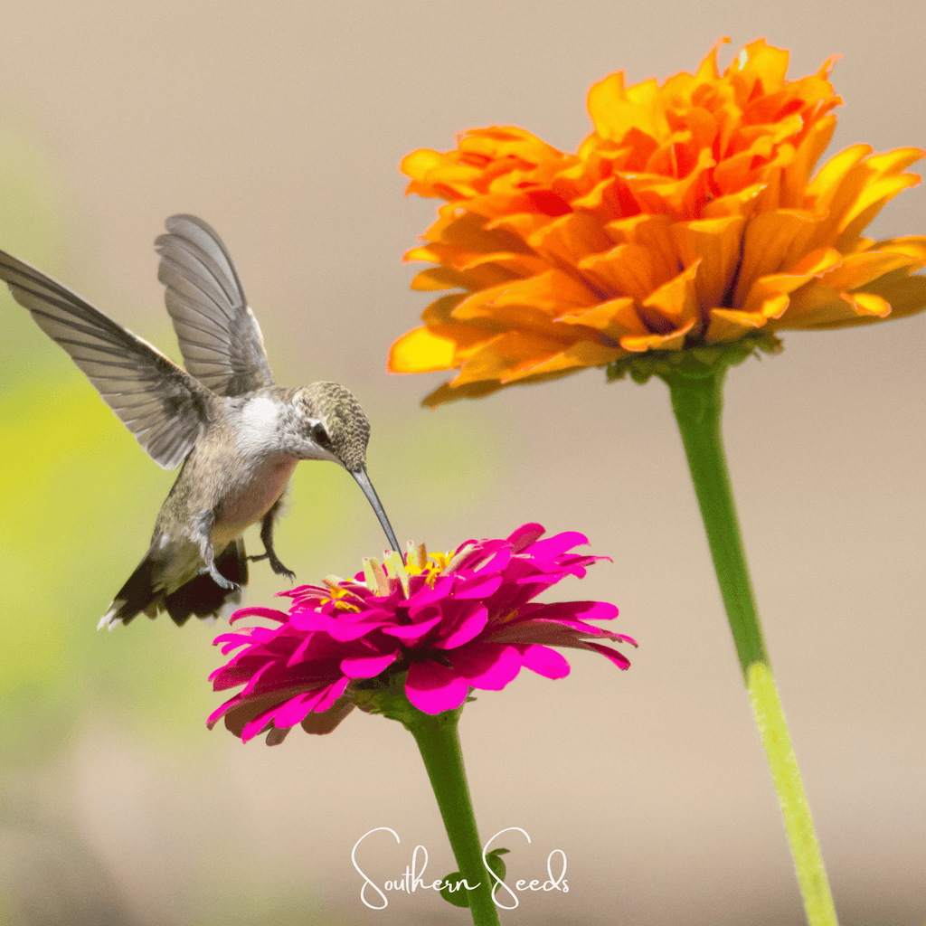 California Giants Zinnia – 100 Seeds | Seeds | Wiccan Center