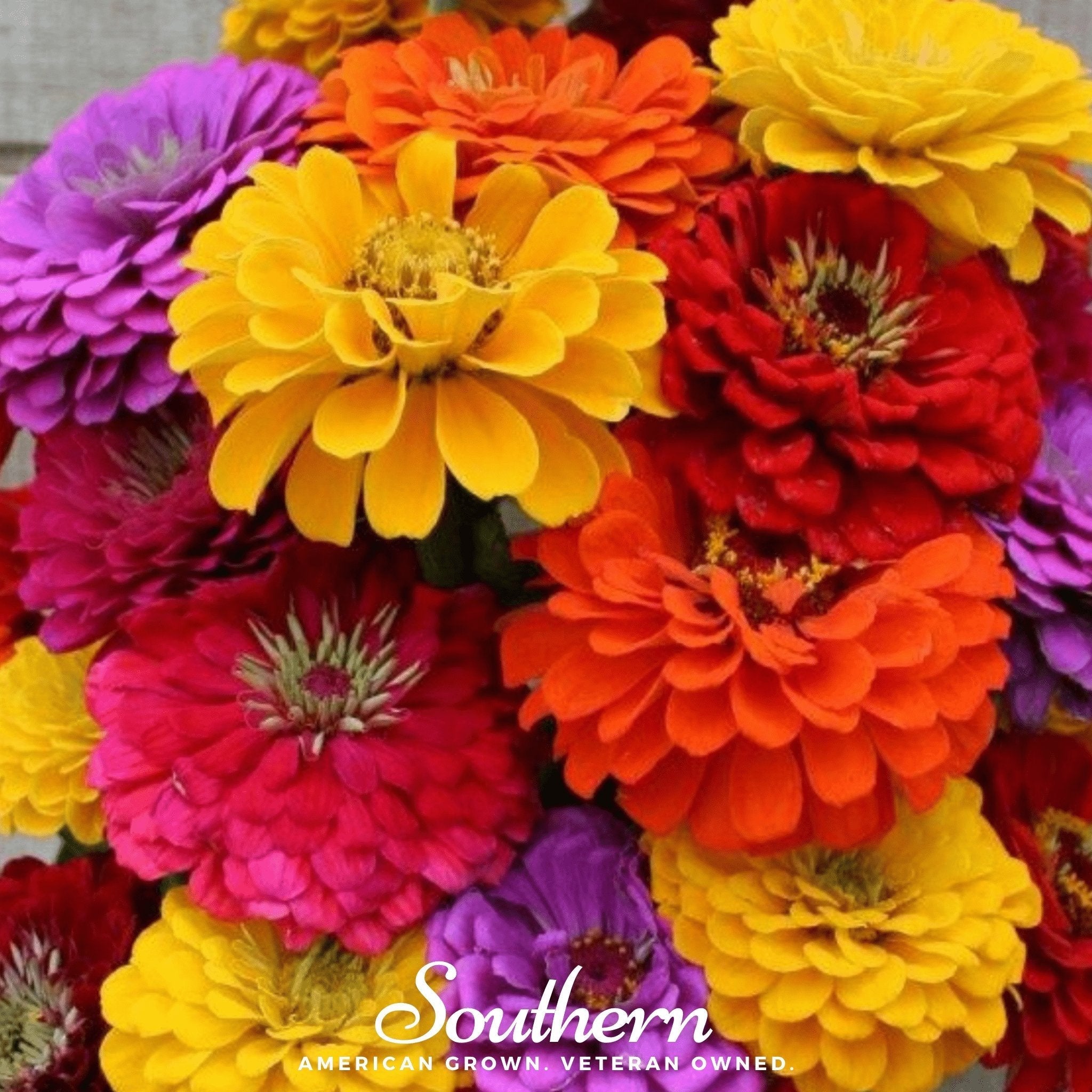 California Giants Zinnia – 100 Seeds | Seeds | Wiccan Center