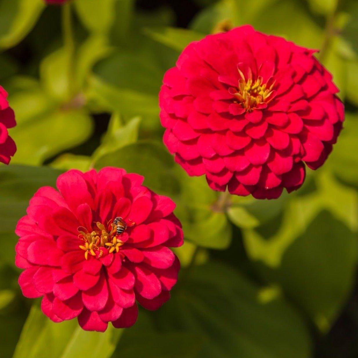 Cherry Queen Zinnia – 100 Seeds | Seeds | Wiccan Center