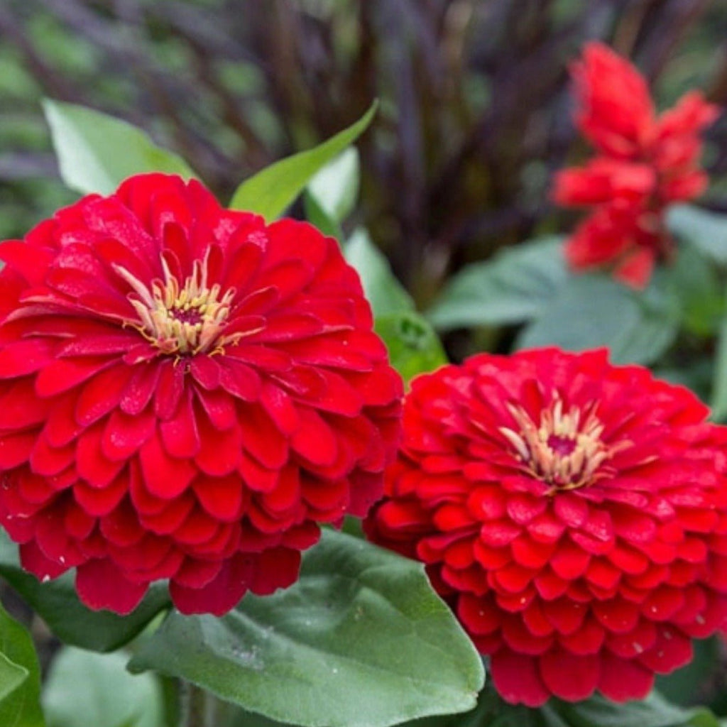Cherry Queen Zinnia – 100 Seeds | Seeds | Wiccan Center