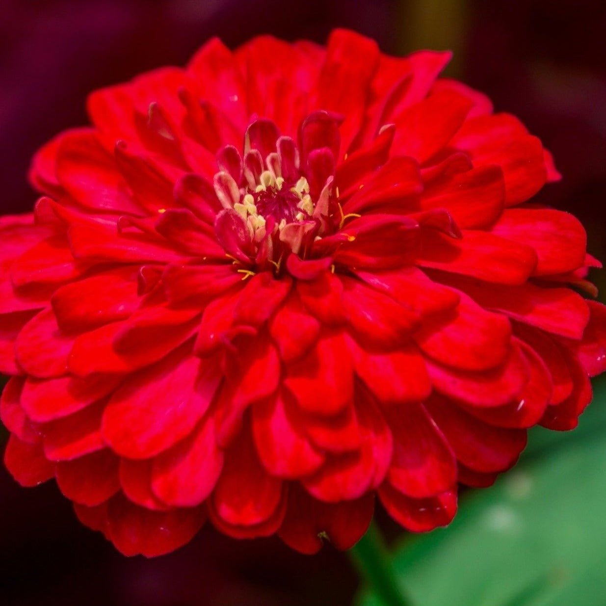 Cherry Queen Zinnia – 100 Seeds | Seeds | Wiccan Center