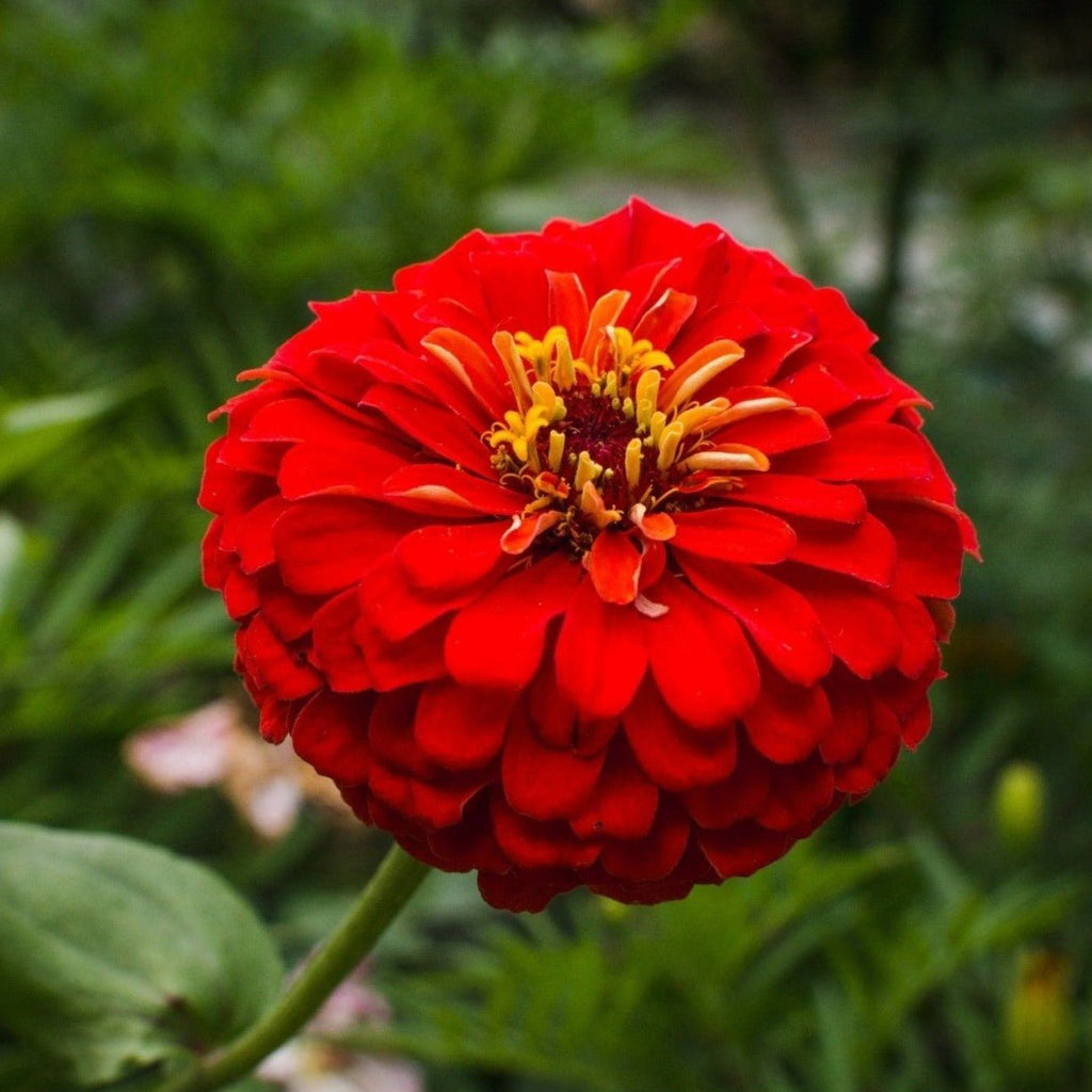 Cherry Queen Zinnia – 100 Seeds | Seeds | Wiccan Center