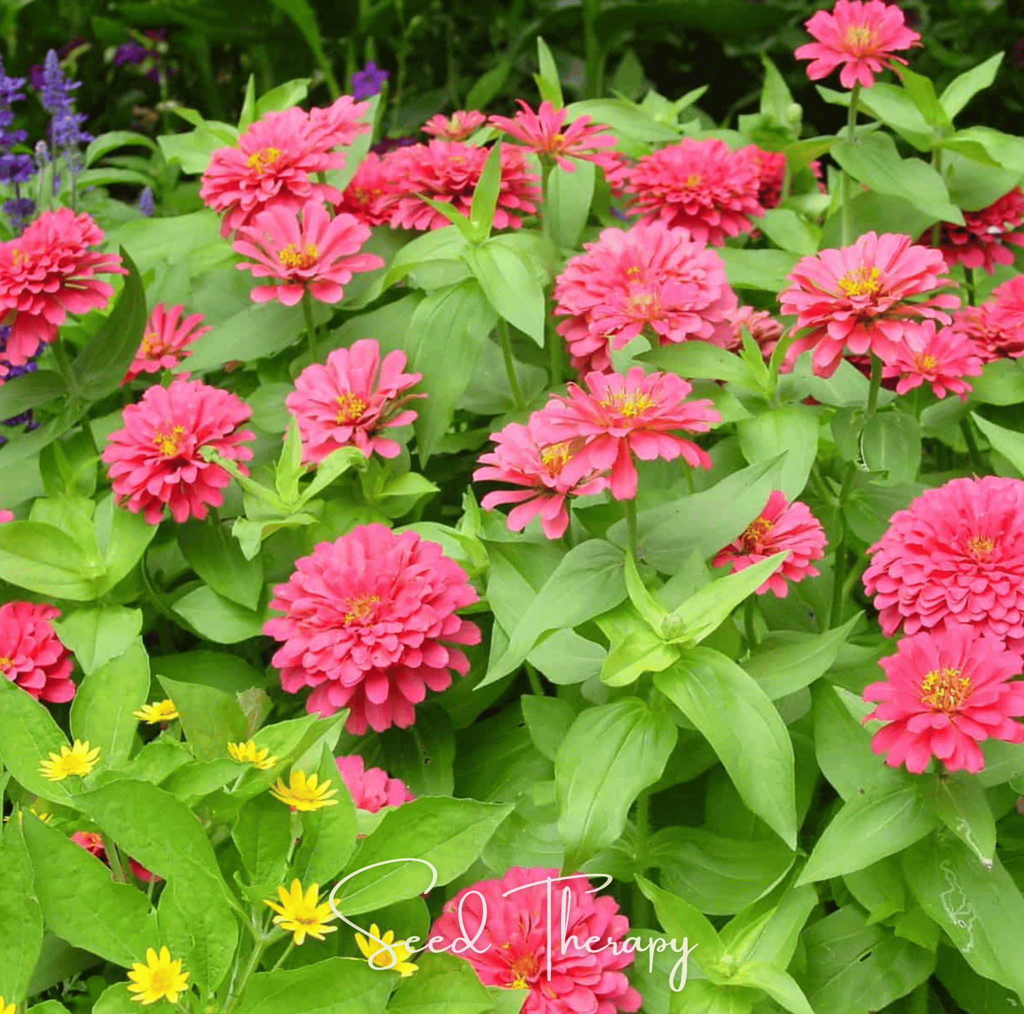 Coral Zinnia – 100 Seeds | Seeds | Wiccan Center