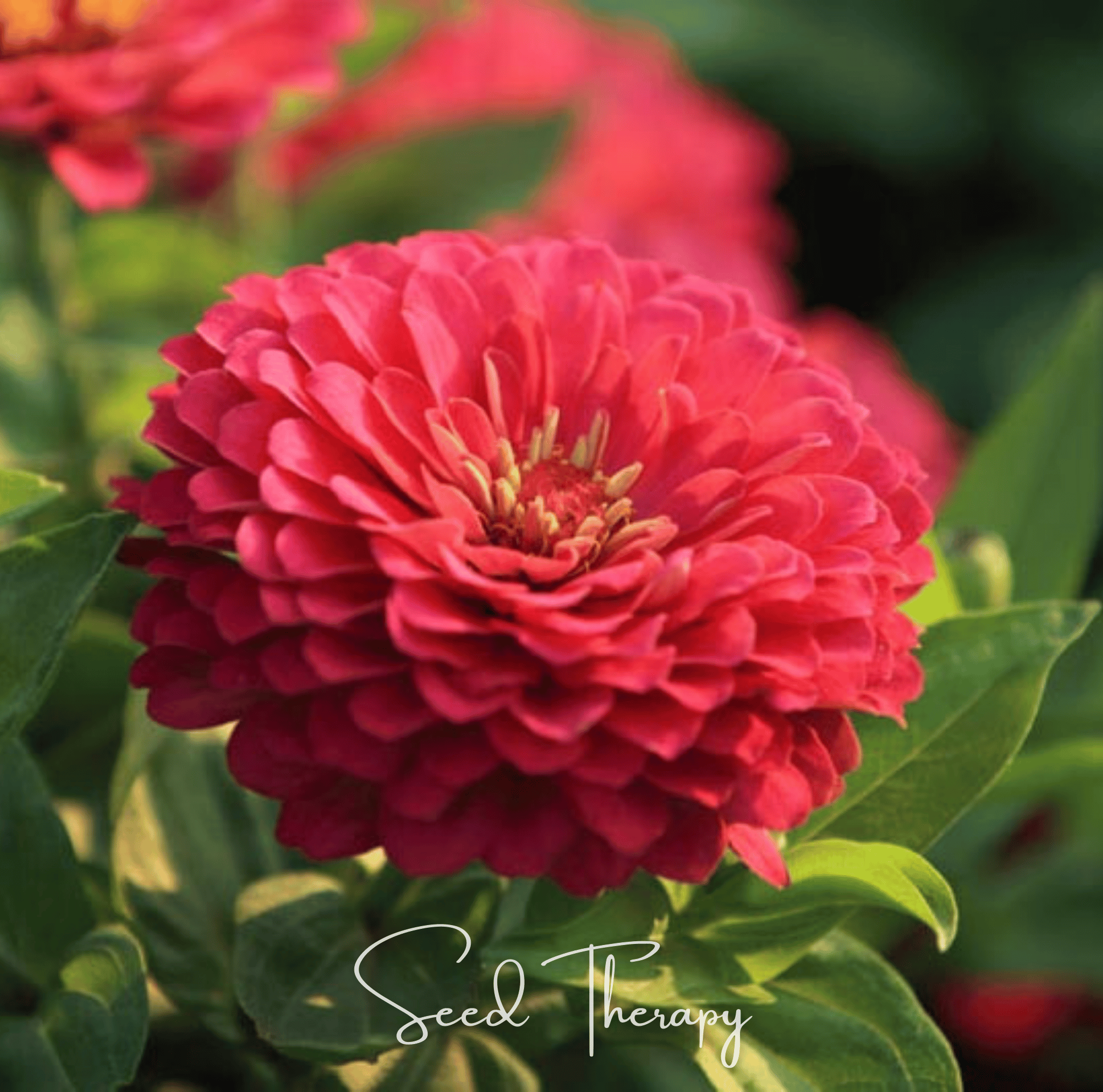 Coral Zinnia – 100 Seeds | Seeds | Wiccan Center