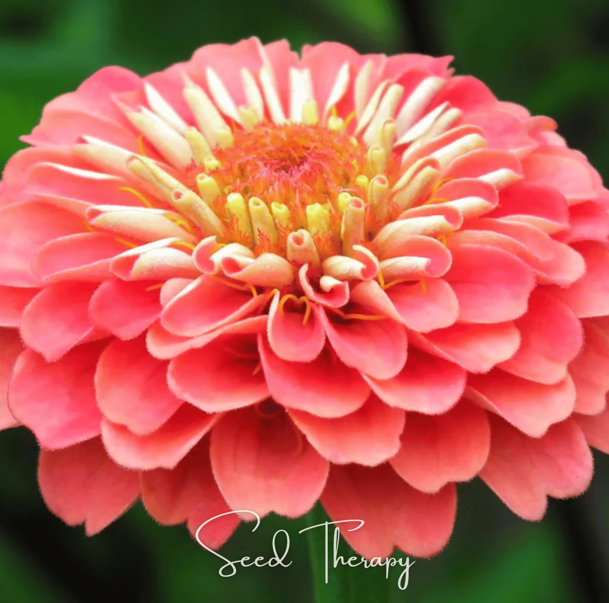 Coral Zinnia – 100 Seeds | Seeds | Wiccan Center