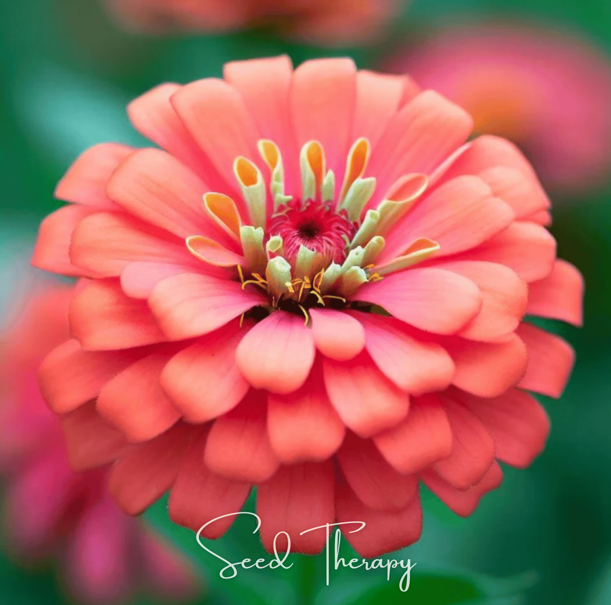 Coral Zinnia – 100 Seeds | Seeds | Wiccan Center