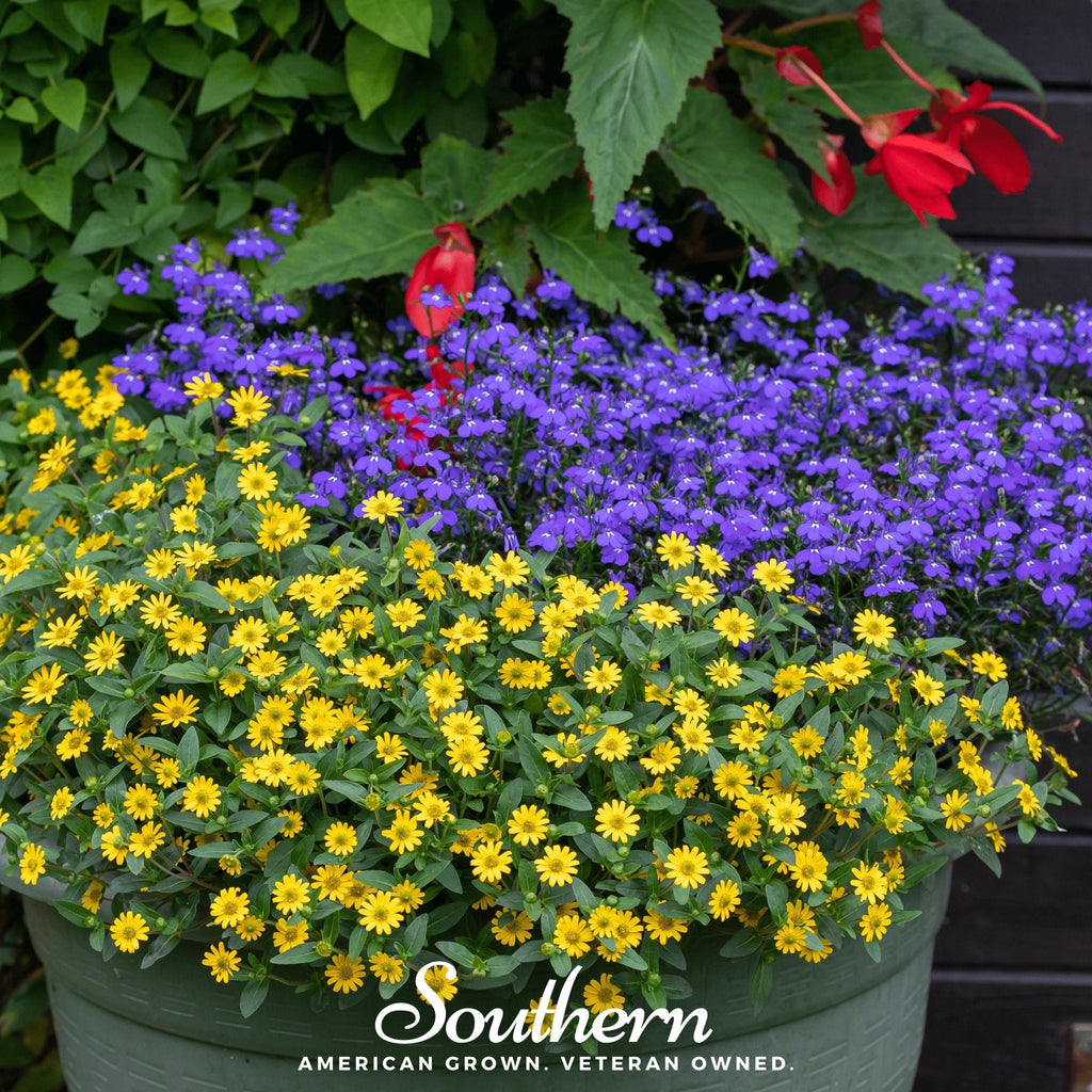 Creeping Zinnia – 100 Seeds | Seeds | Wiccan Center