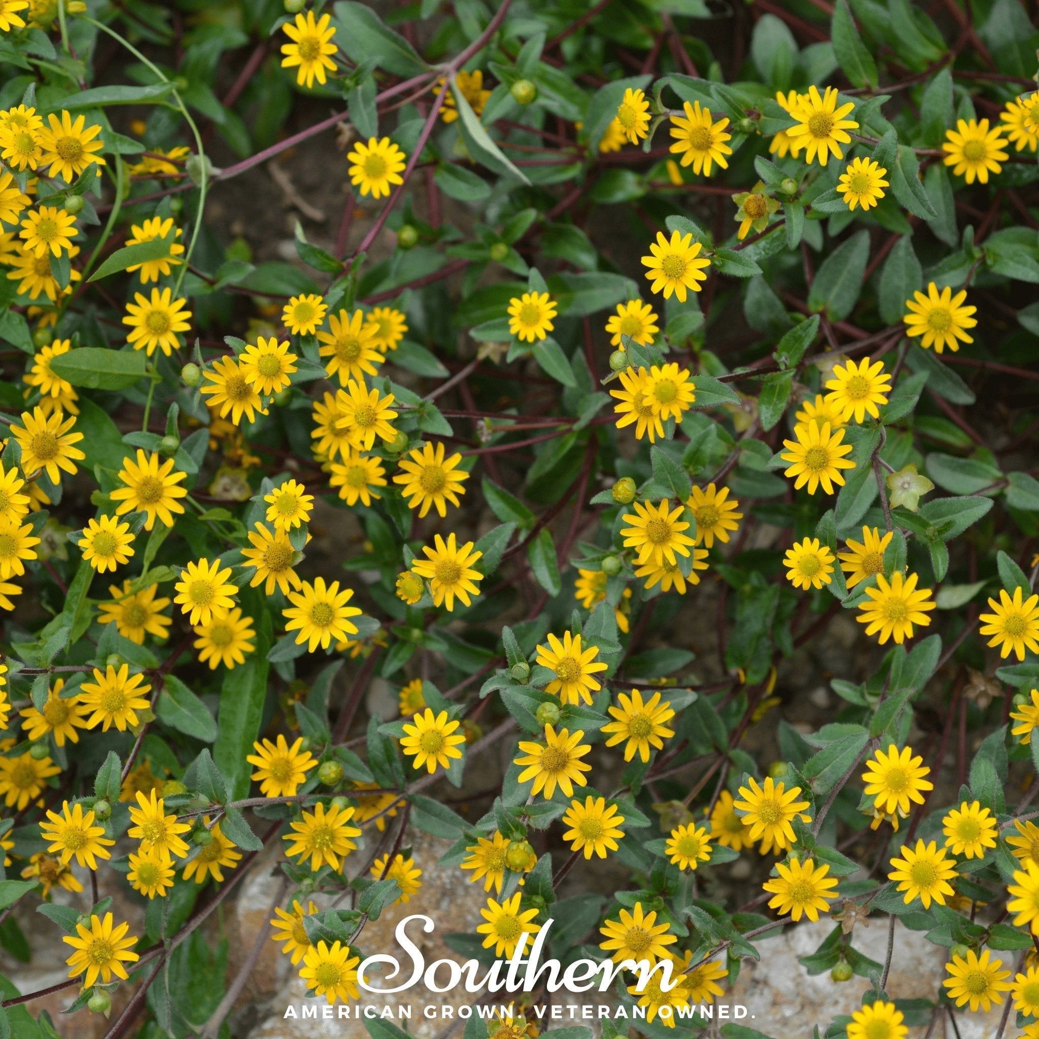 Creeping Zinnia – 100 Seeds | Seeds | Wiccan Center