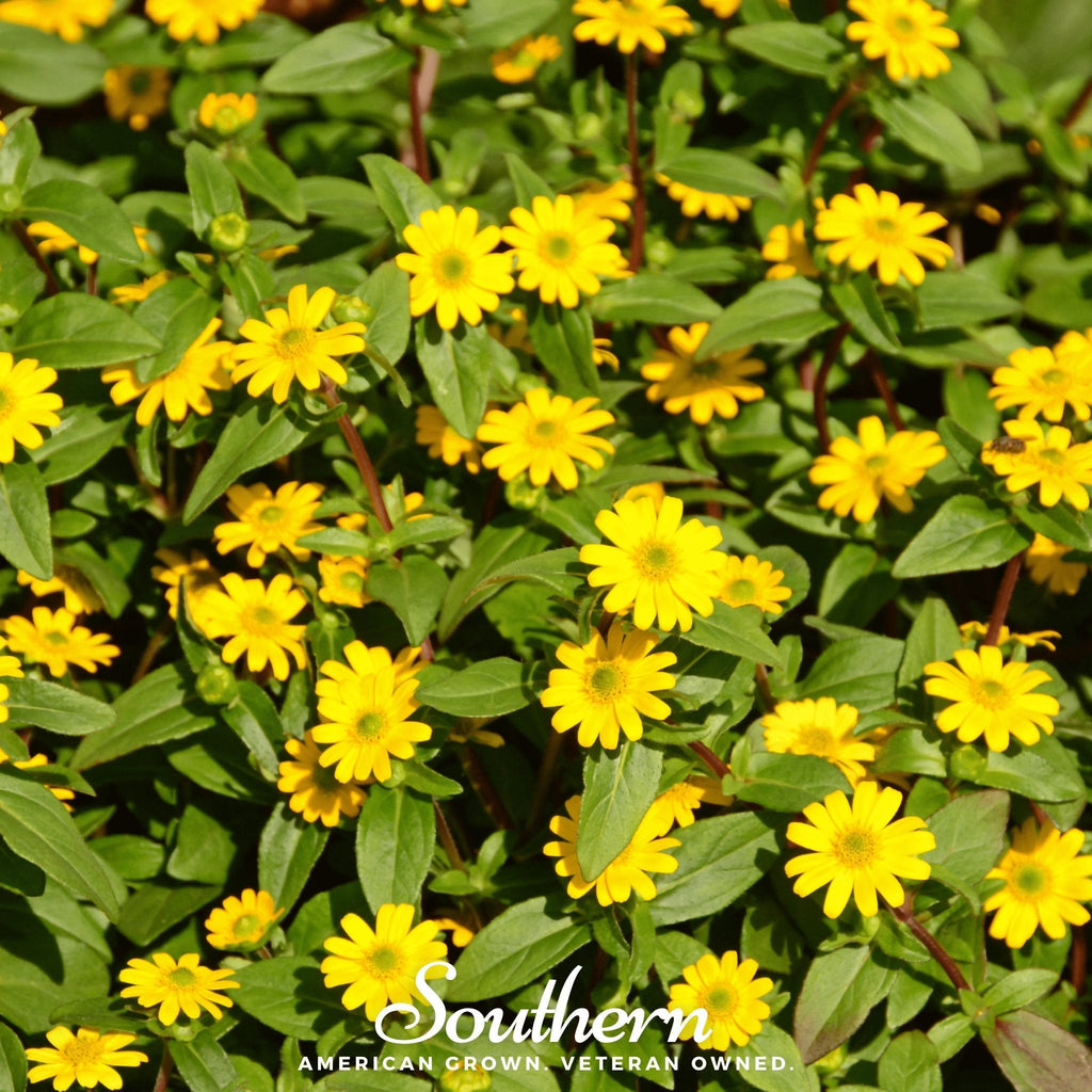 Creeping Zinnia – 100 Seeds | Seeds | Wiccan Center