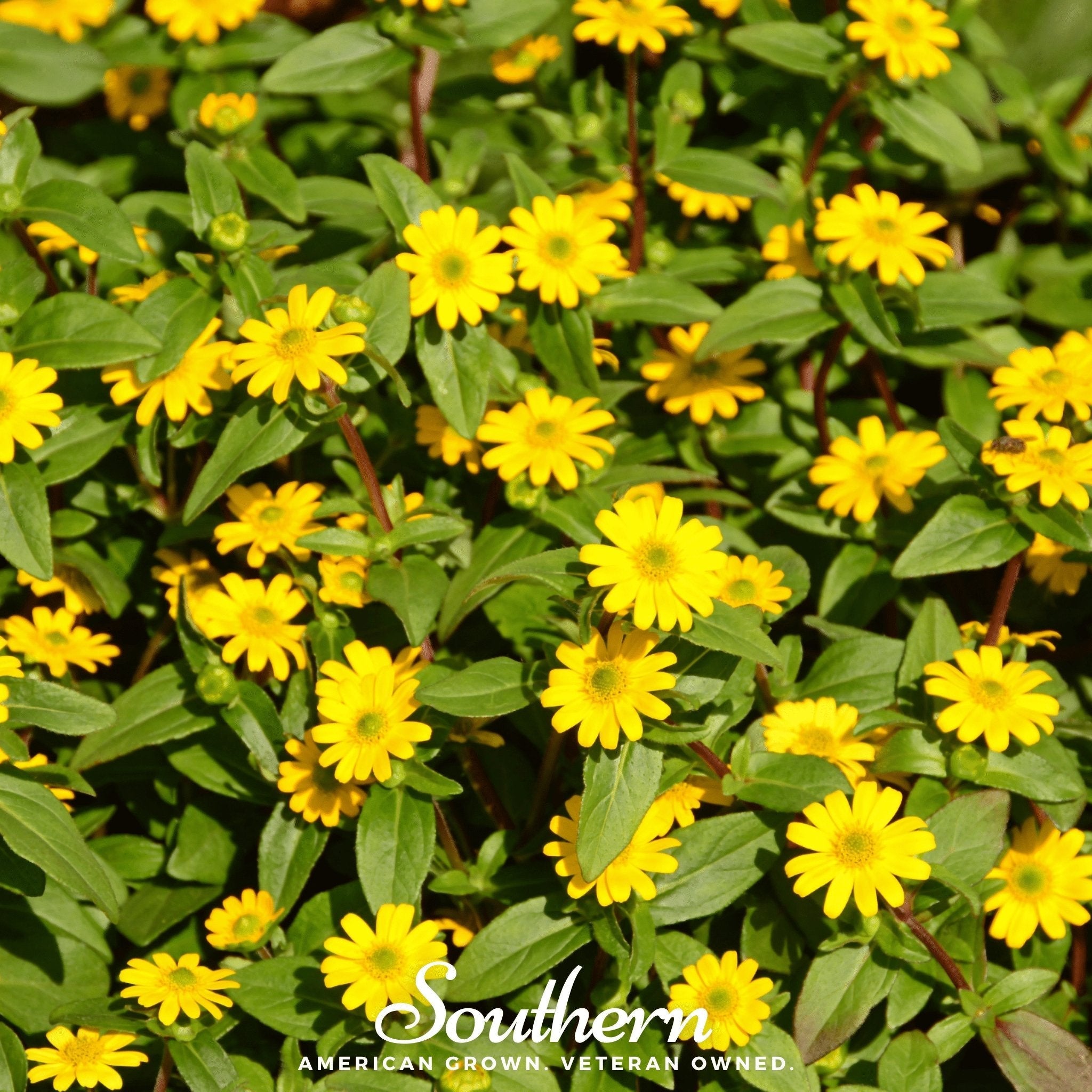 Creeping Zinnia – 100 Seeds | Seeds | Wiccan Center
