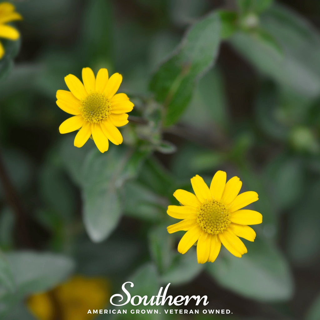 Creeping Zinnia – 100 Seeds | Seeds | Wiccan Center